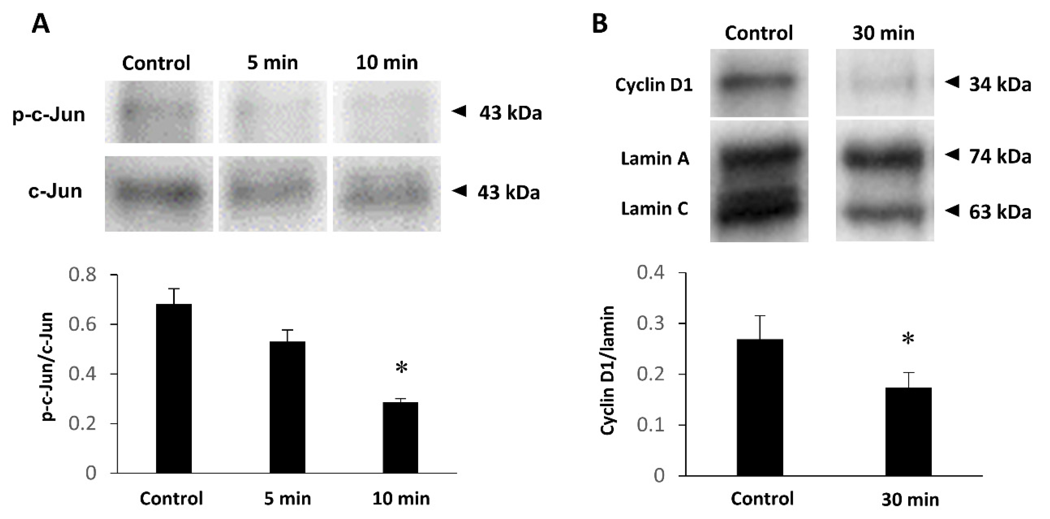 Ijms 22 12153 g006 Ijms 22 12153 g006