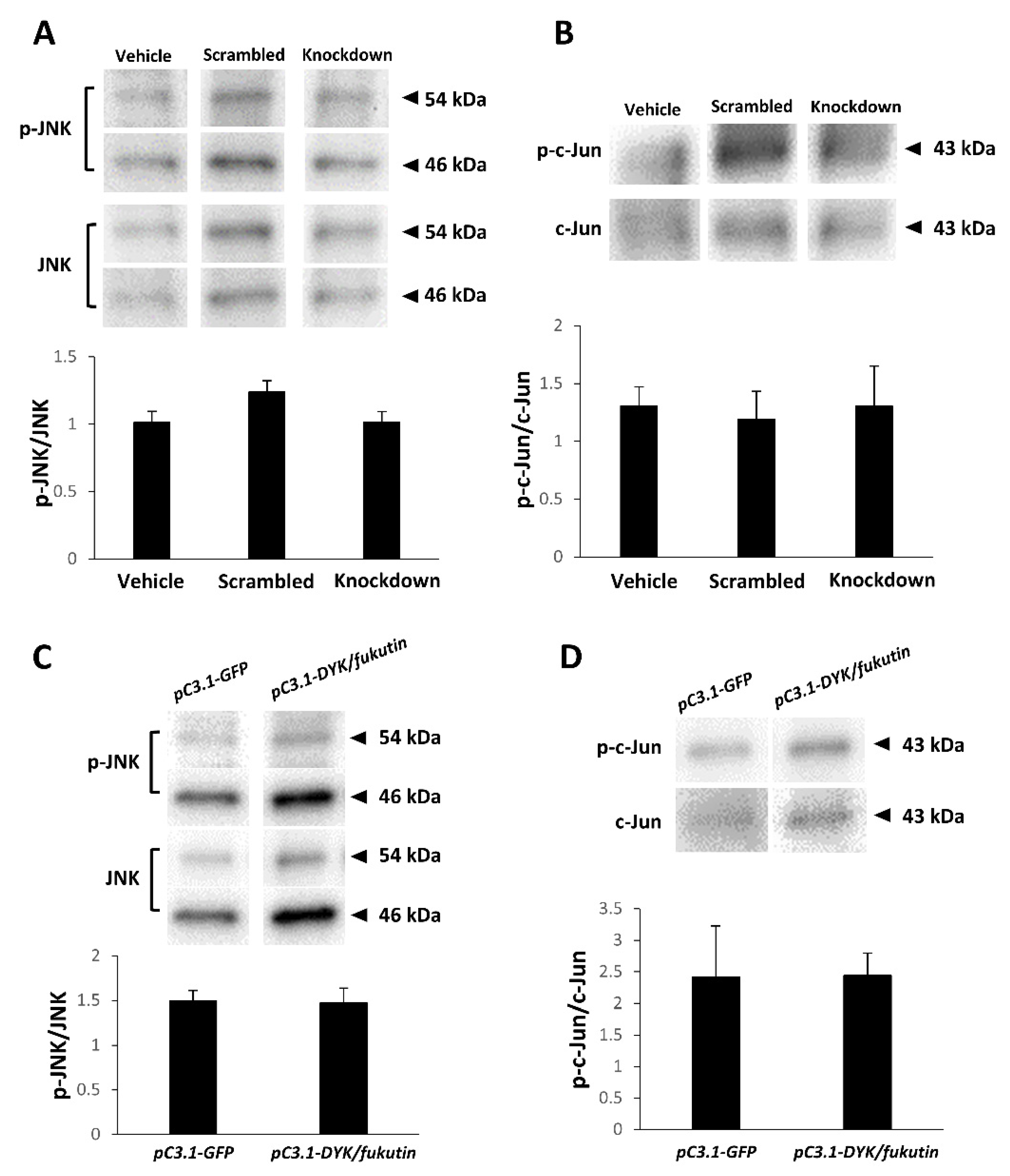 Ijms 22 12153 g007 Ijms 22 12153 g007