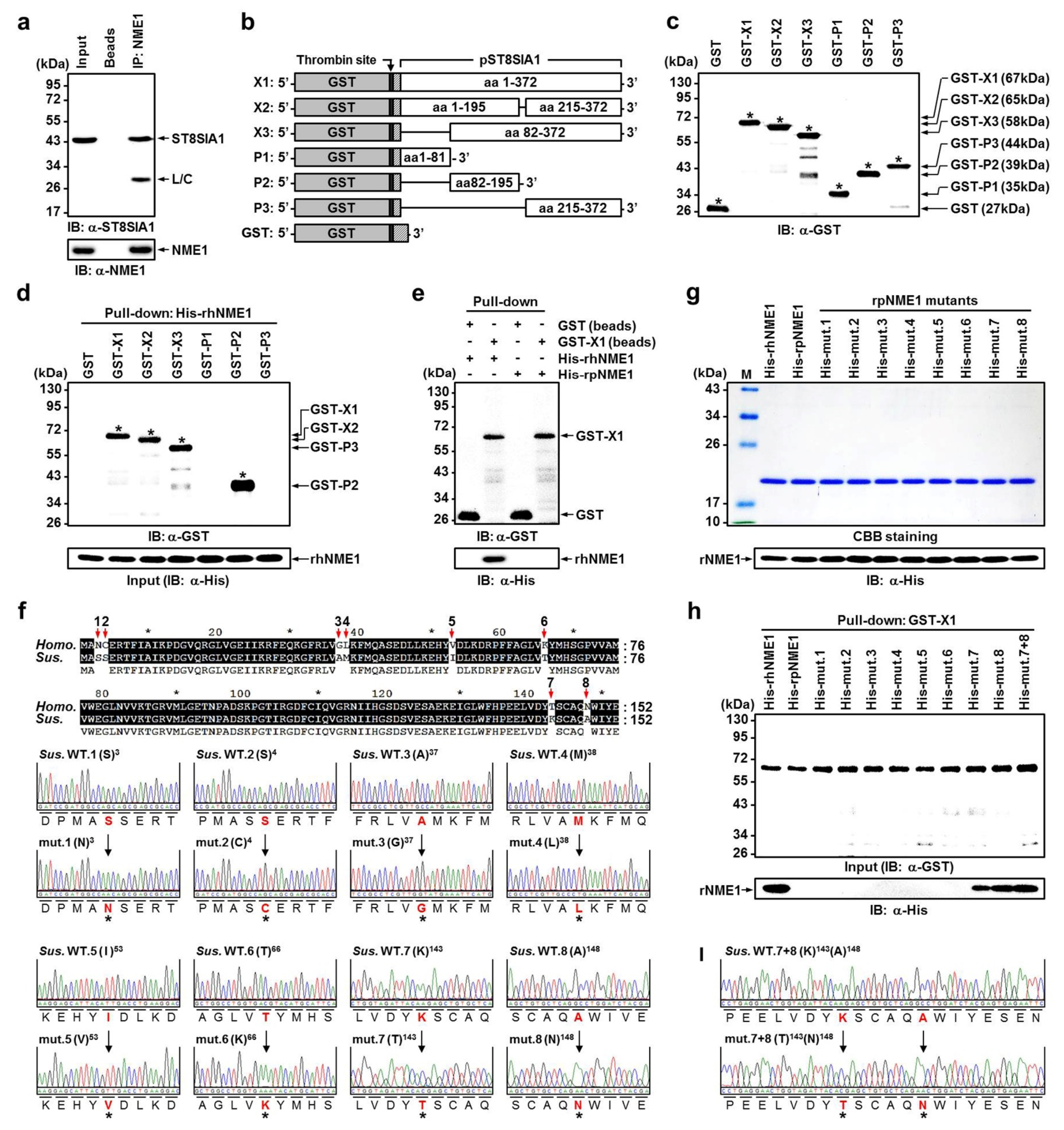 Ijms 22 12194 g004 Ijms 22 12194 g004