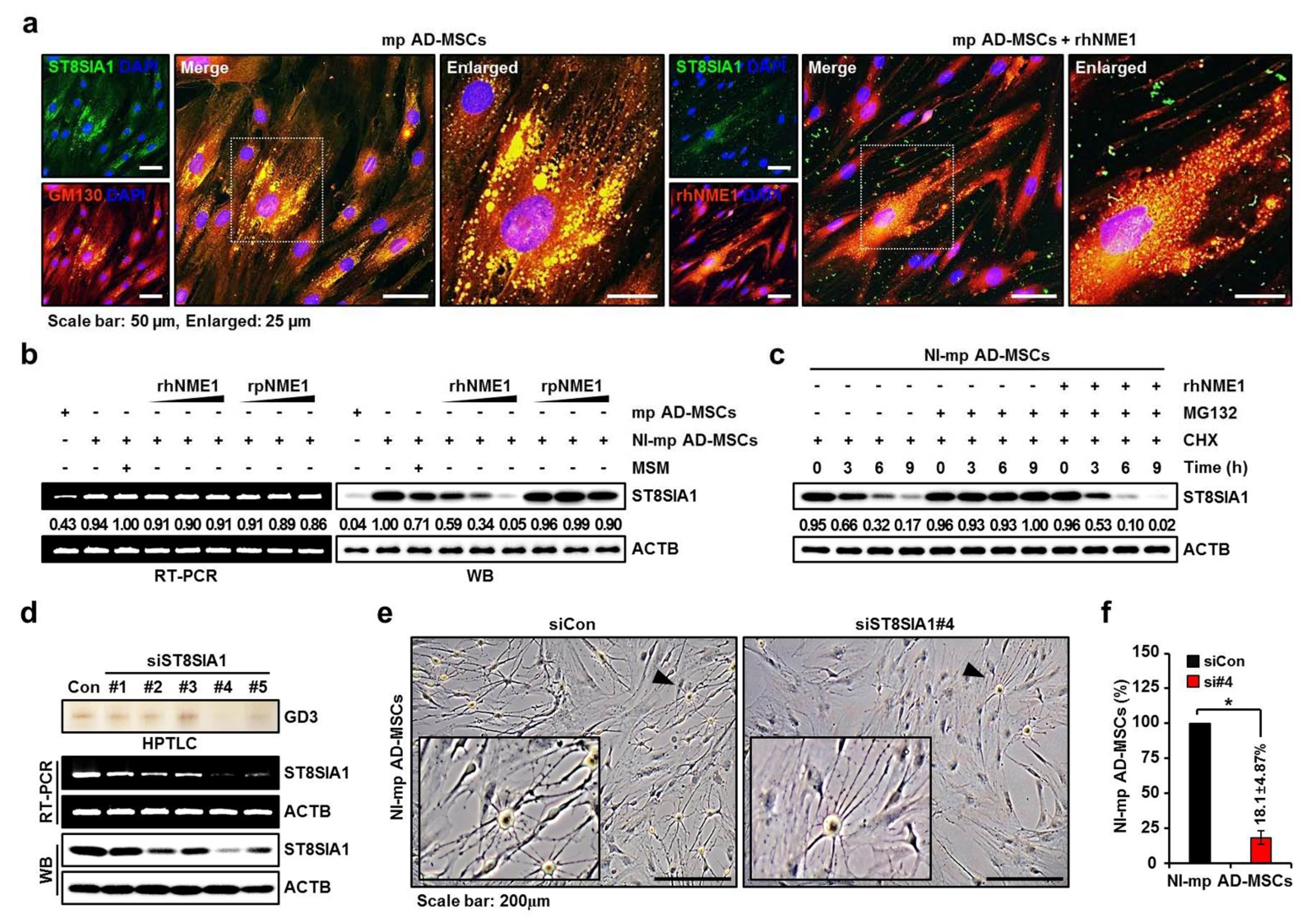 Ijms 22 12194 g005 Ijms 22 12194 g005