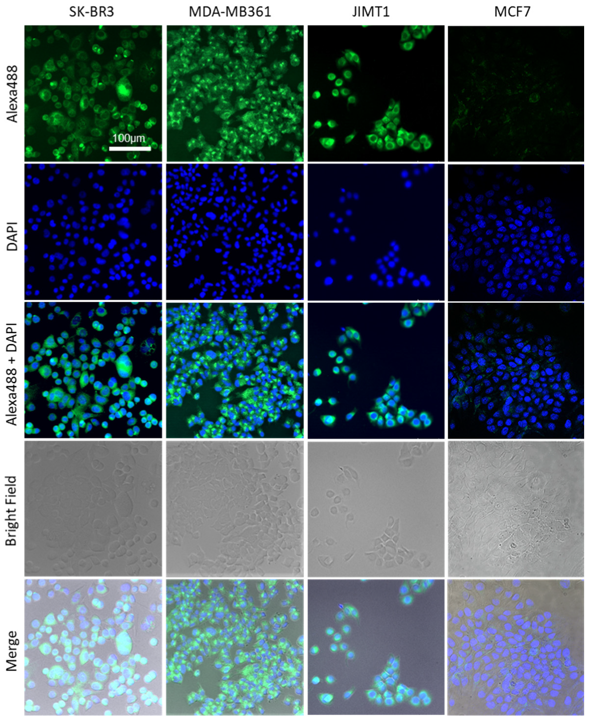 Ijms 22 12213 g001 550