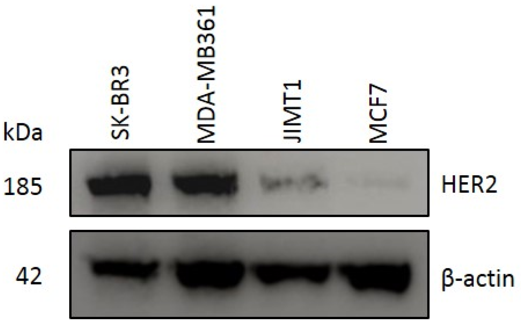 Ijms 22 12213 g002 550