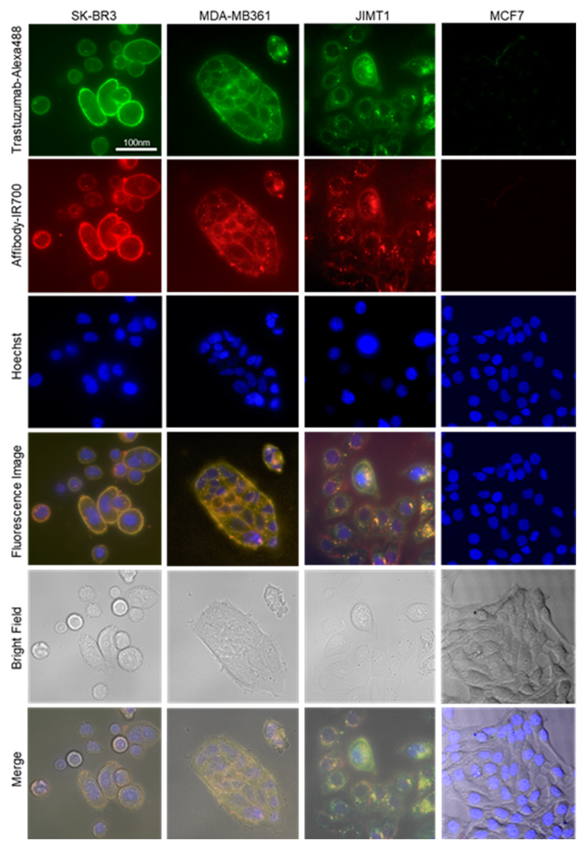 Ijms 22 12213 g003 550