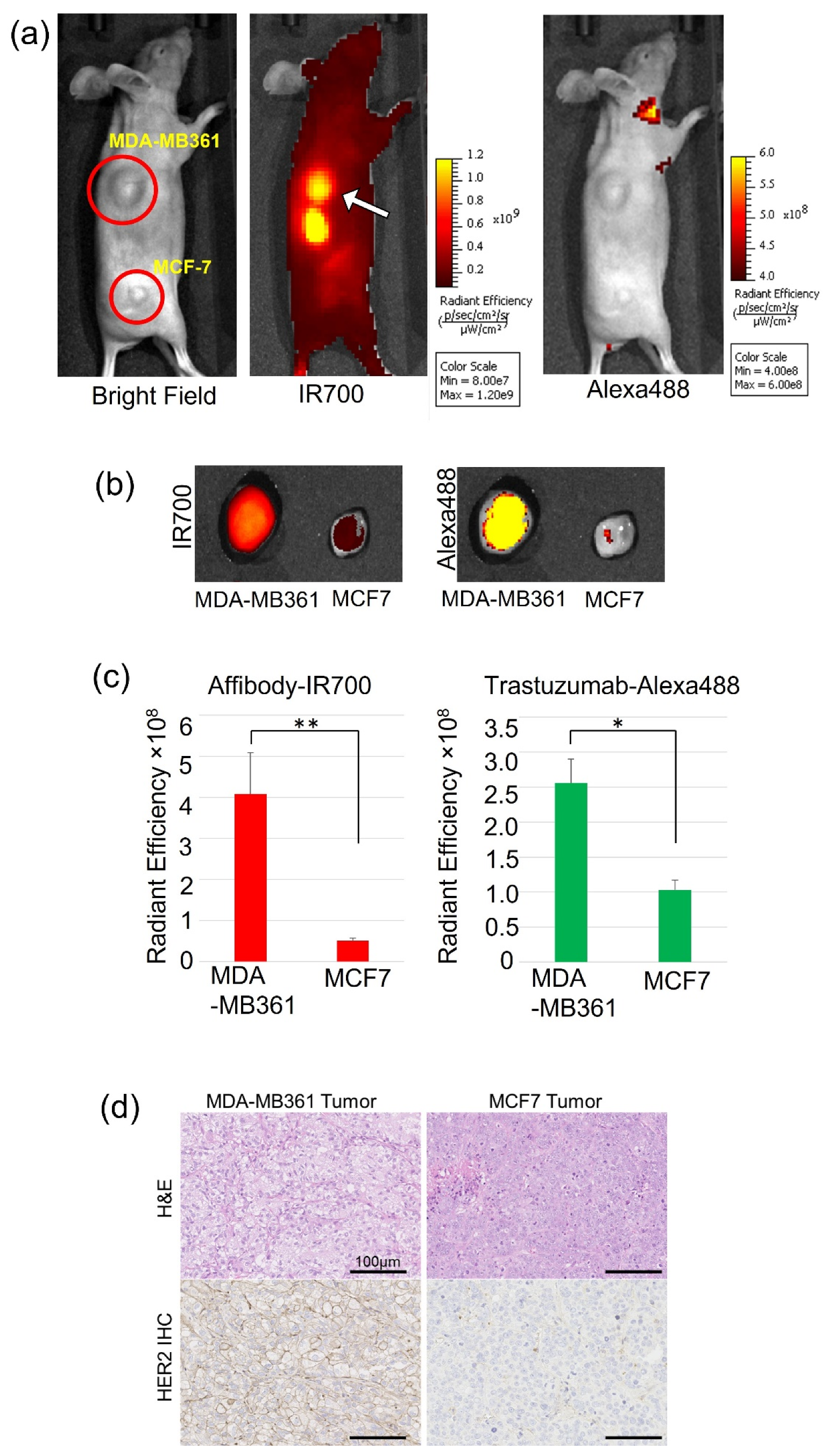 Ijms 22 12213 g007 550