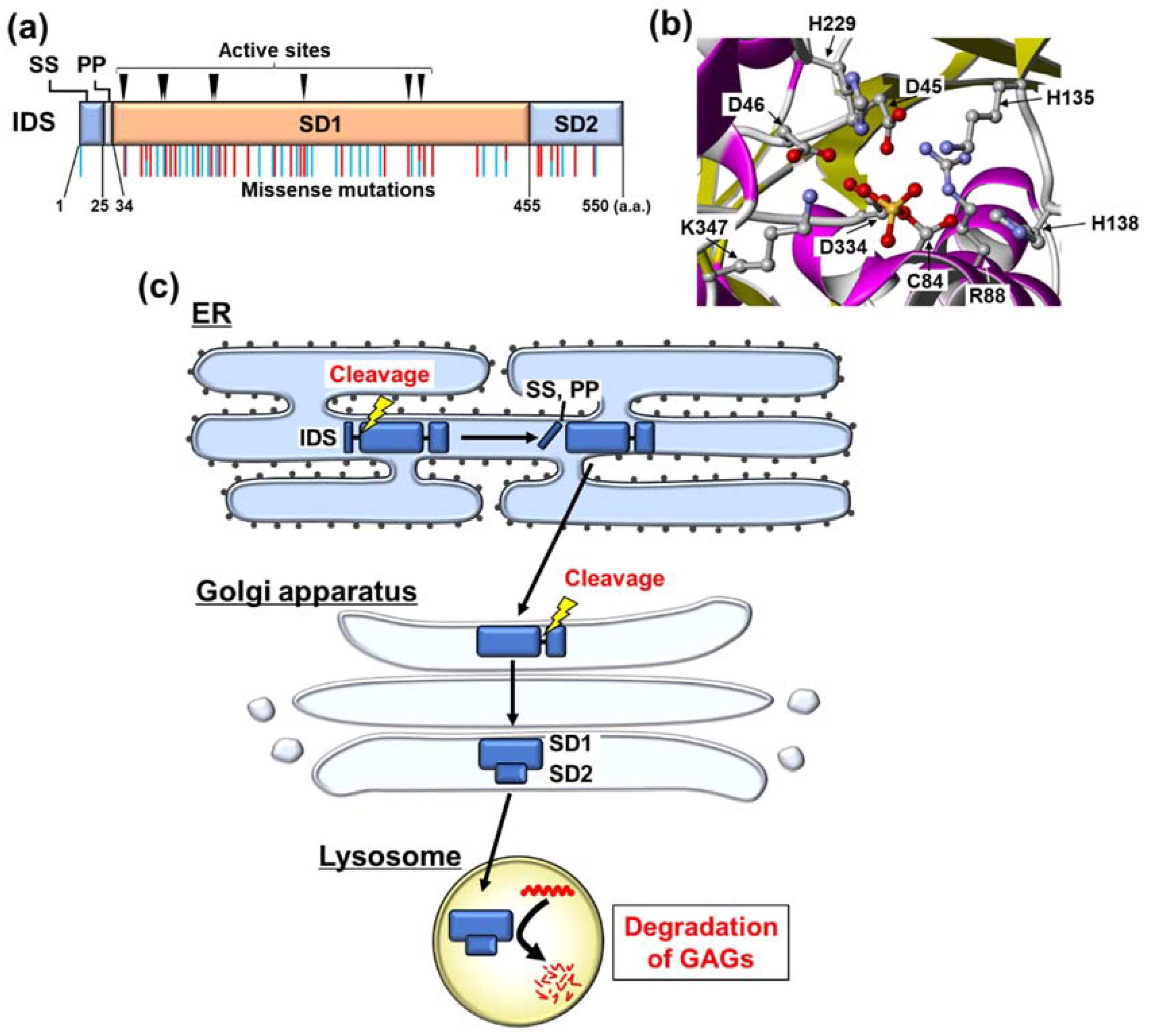 Ijms 22 12227 g001 550