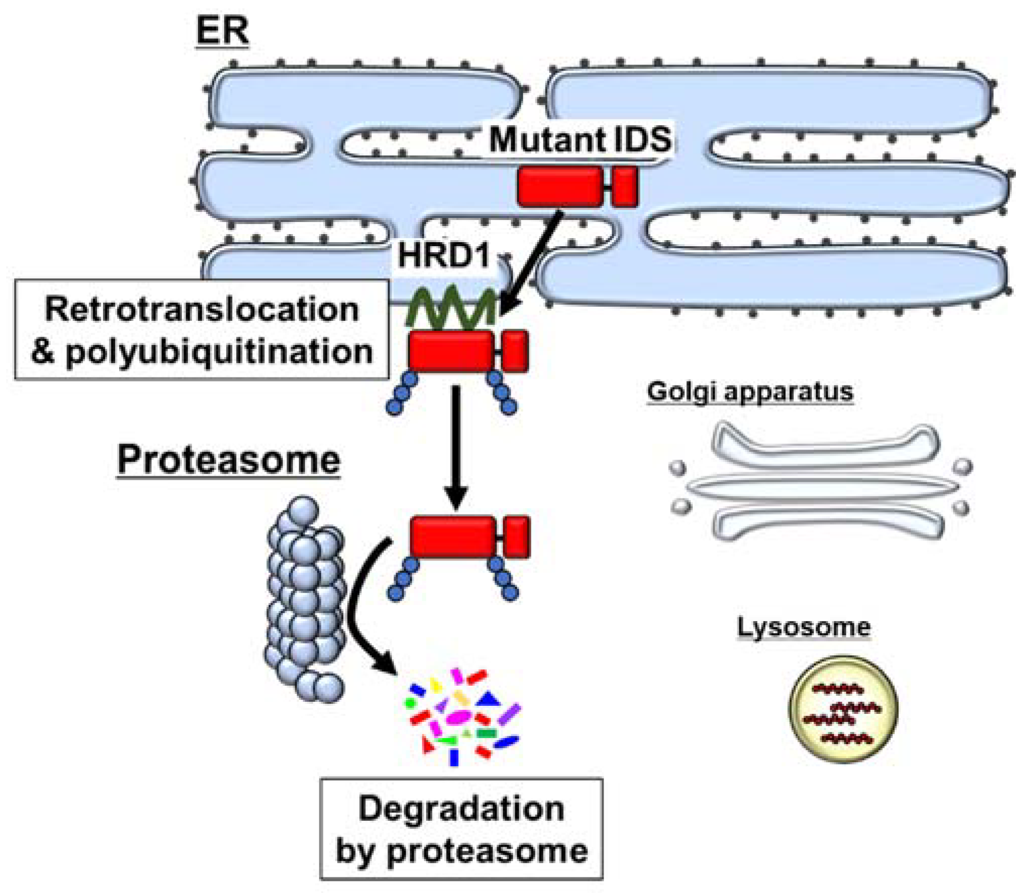 Ijms 22 12227 g002 550
