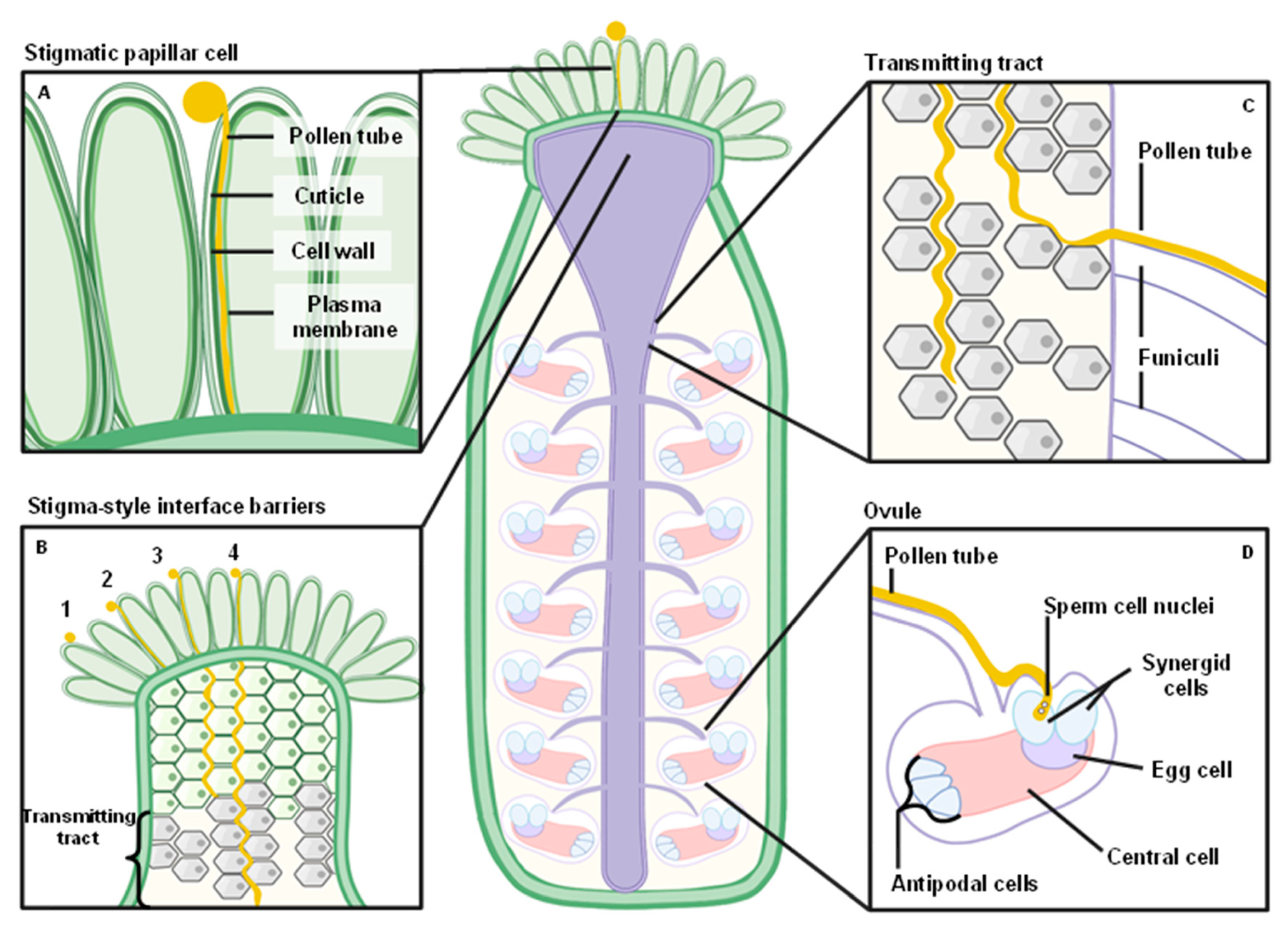 Ijms 22 12230 g001 550