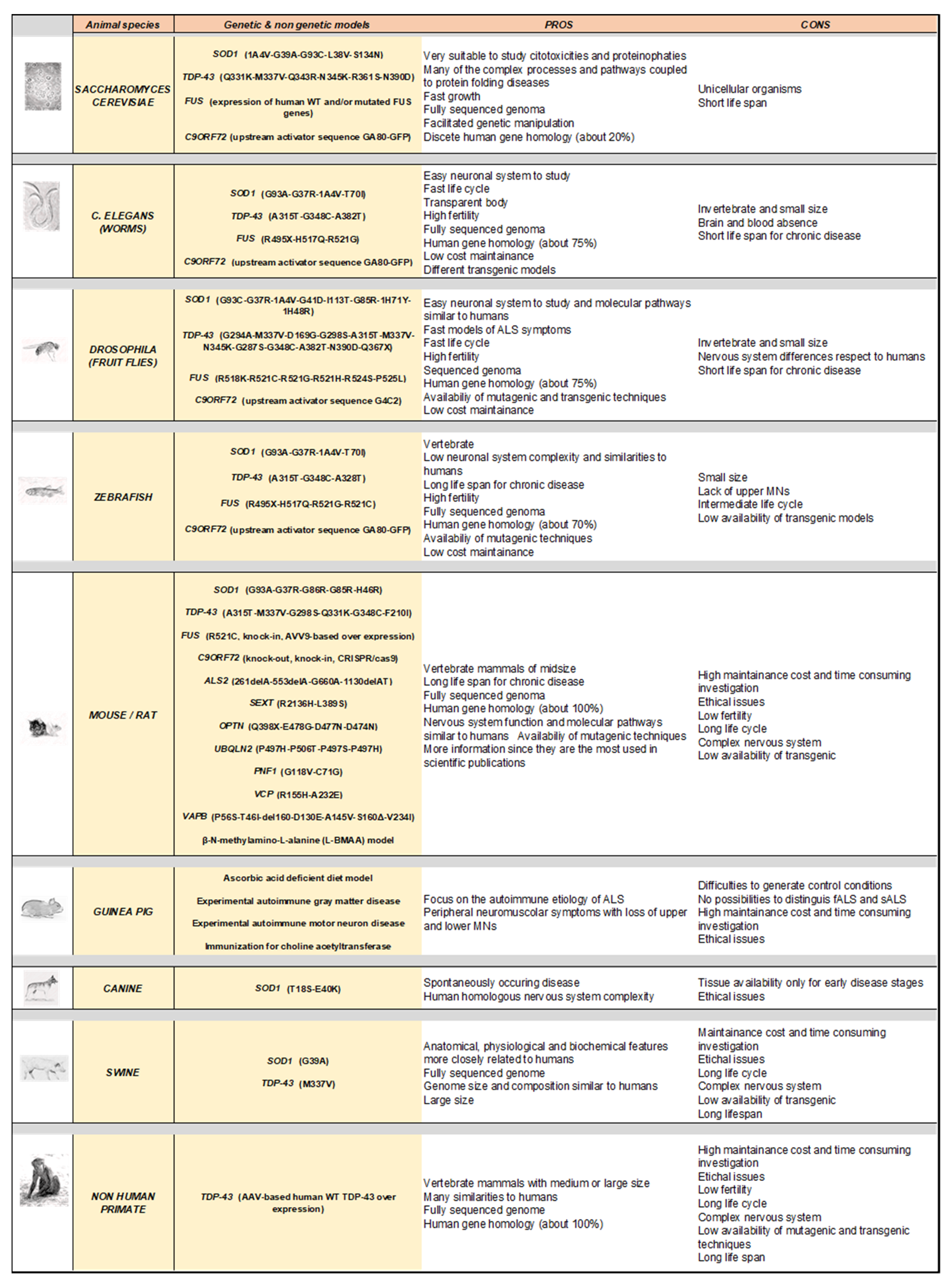 | Free Full-Text | Nearly 30 of Animal Models to Study Amyotrophic Sclerosis: Historical Overview and Future Perspectives | HTML