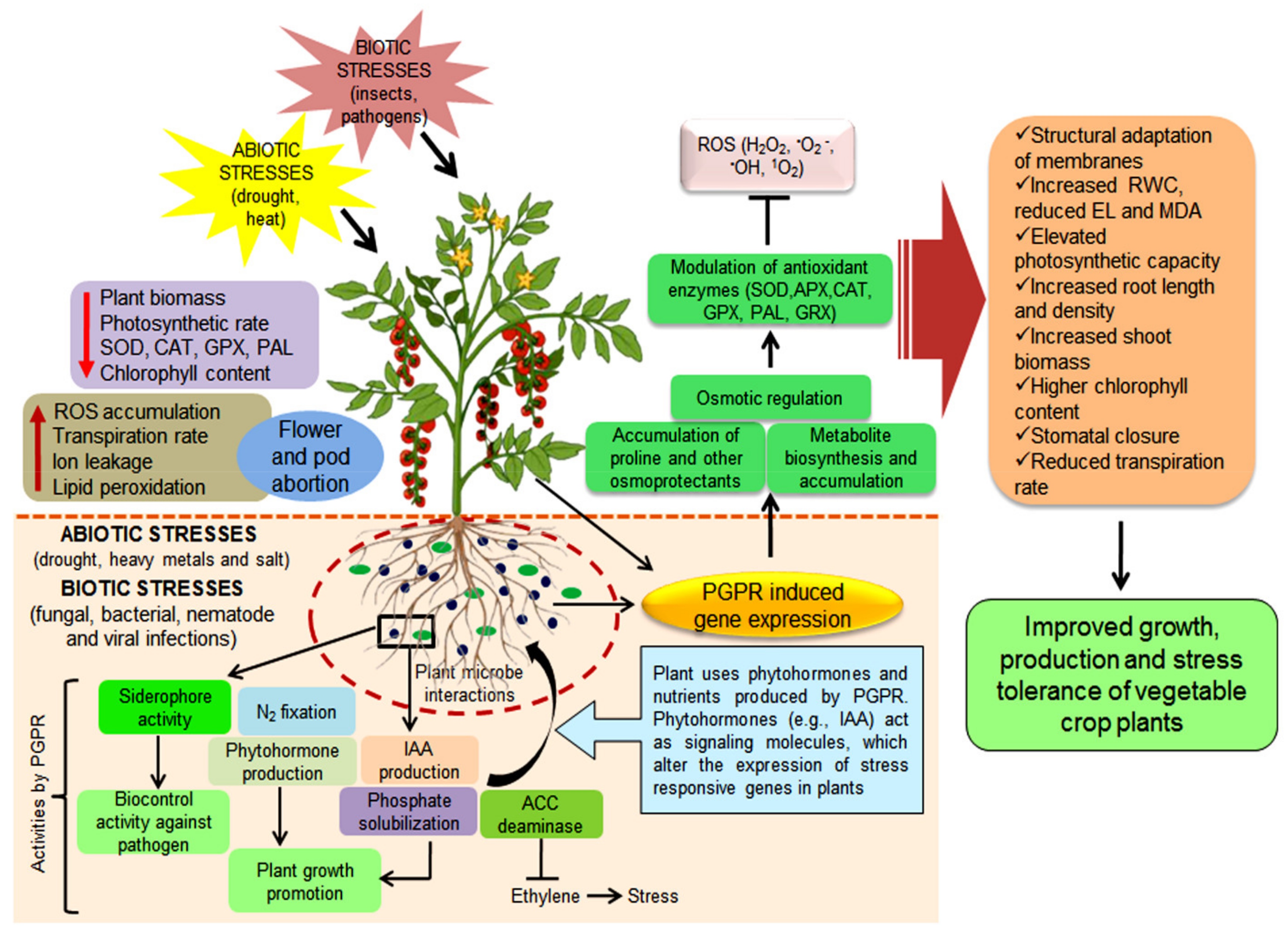 Ijms 22 12245 g003 Ijms 22 12245 g003