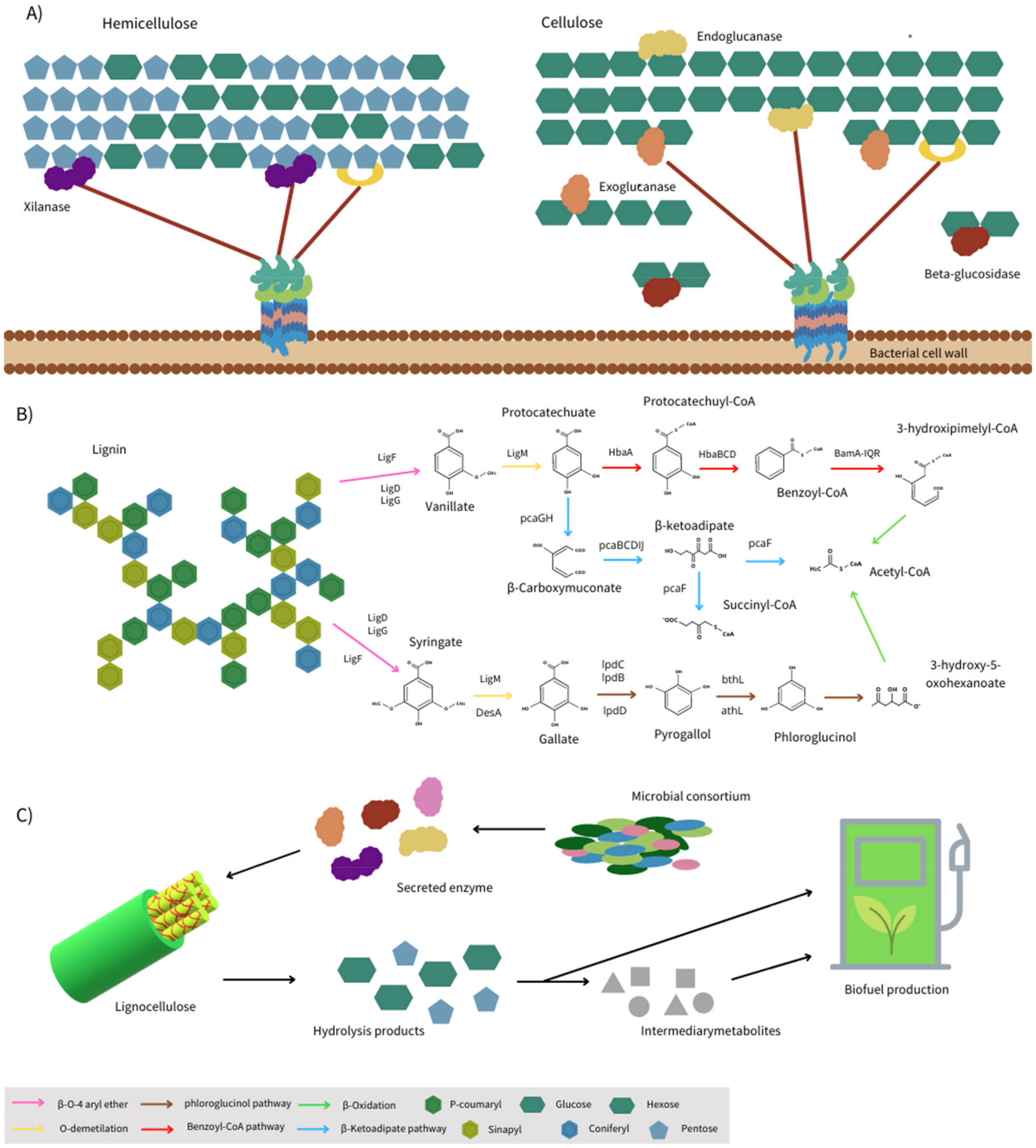 Ijms 22 12249 g002 Ijms 22 12249 g002
