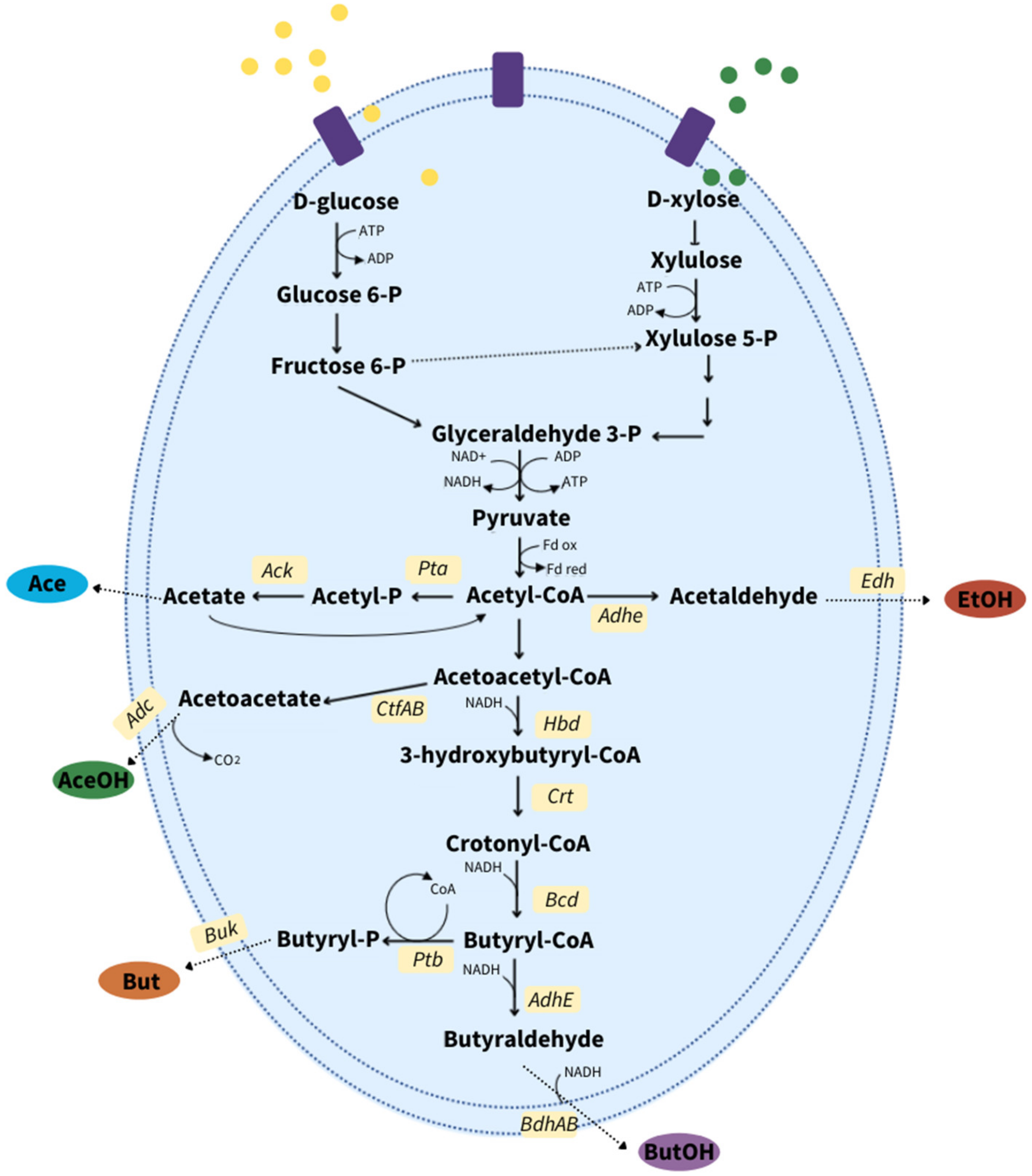 Ijms 22 12249 g003 Ijms 22 12249 g003