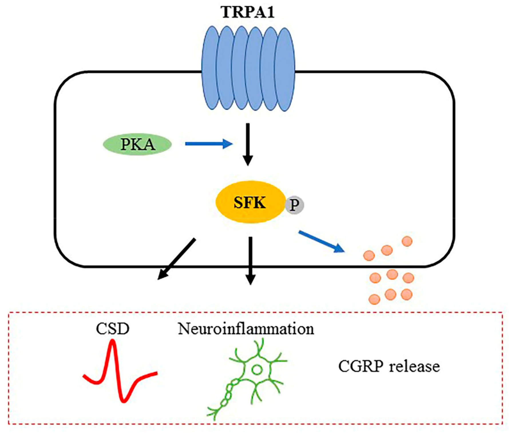 Ijms 22 12273 g007 550