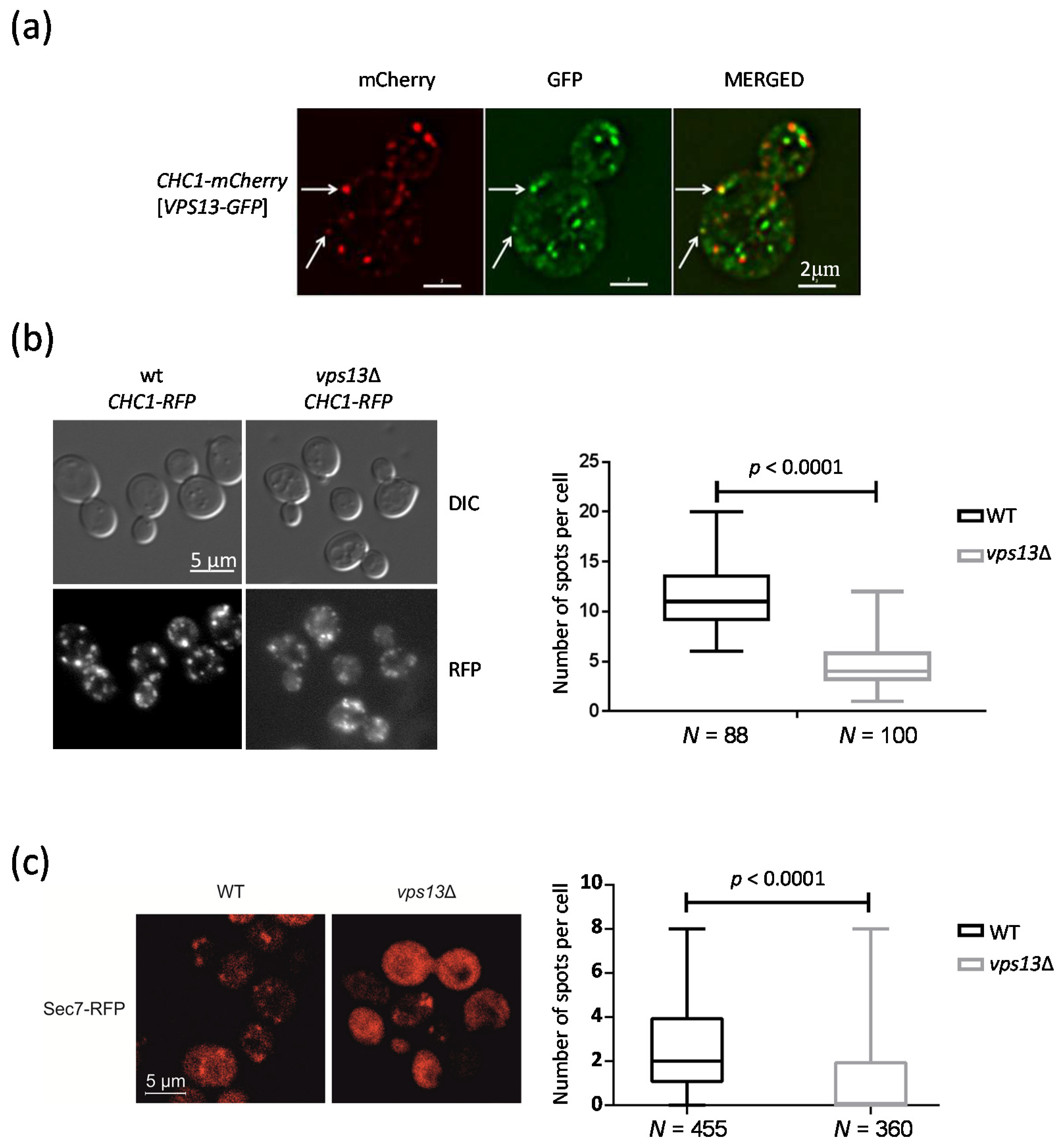 Ijms 22 12274 g001 550