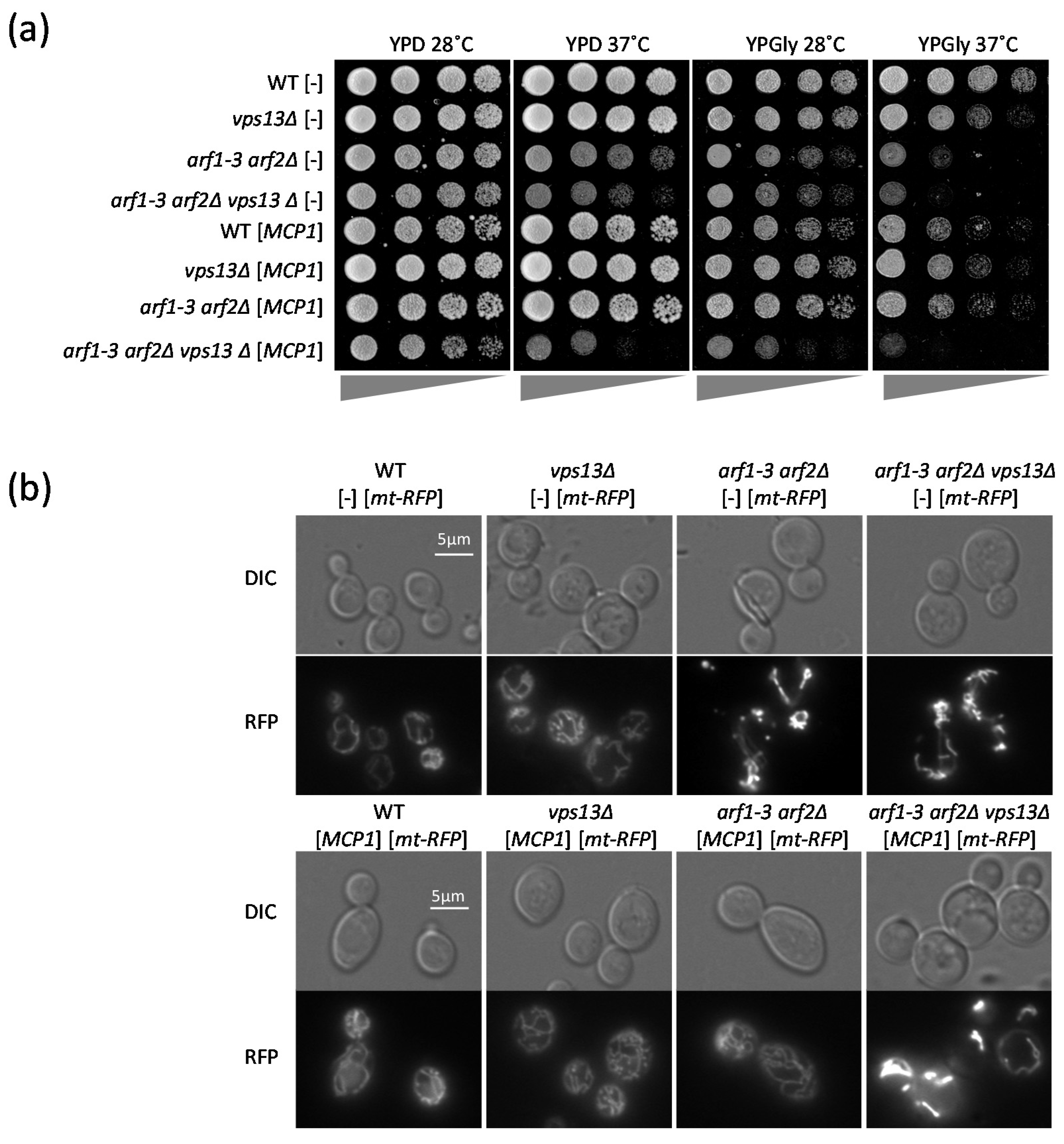 Ijms 22 12274 g002 550
