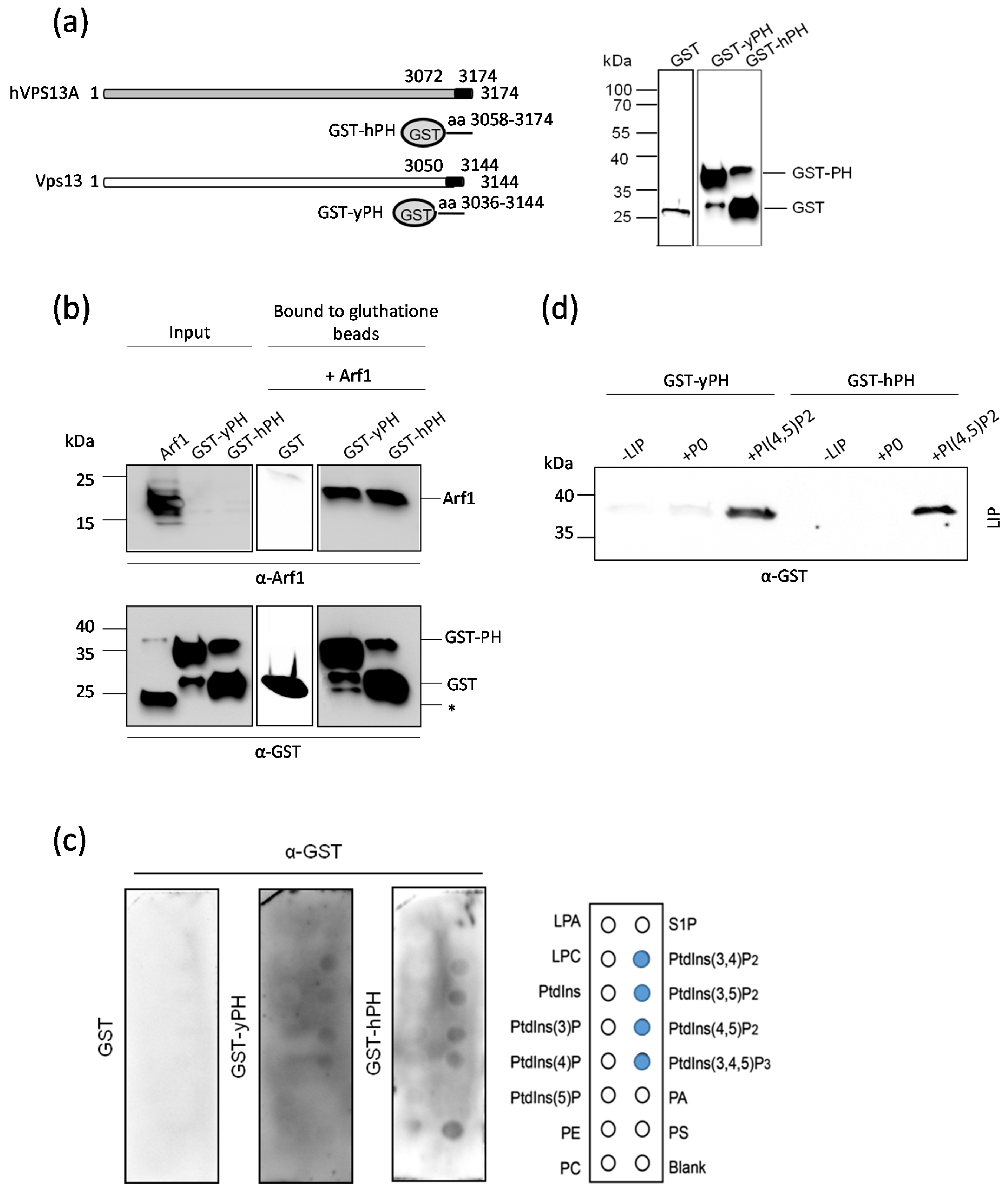 Ijms 22 12274 g004 550