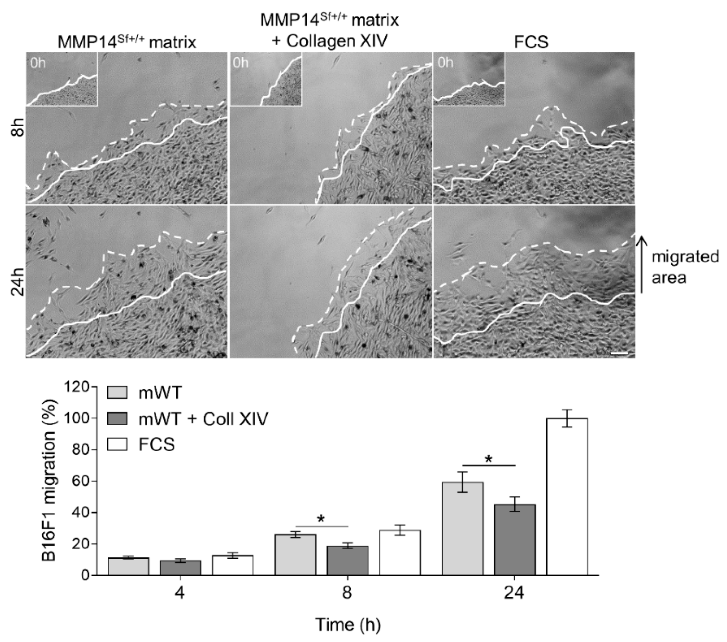 Ijms 22 12276 g004 Ijms 22 12276 g004