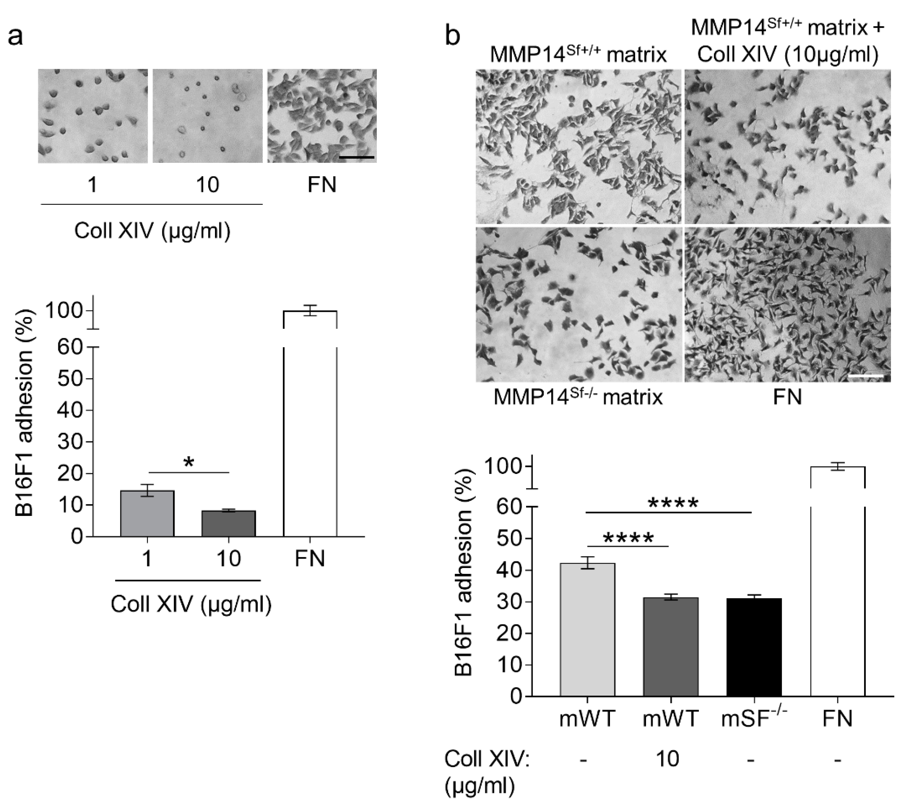 Ijms 22 12276 g005 Ijms 22 12276 g005