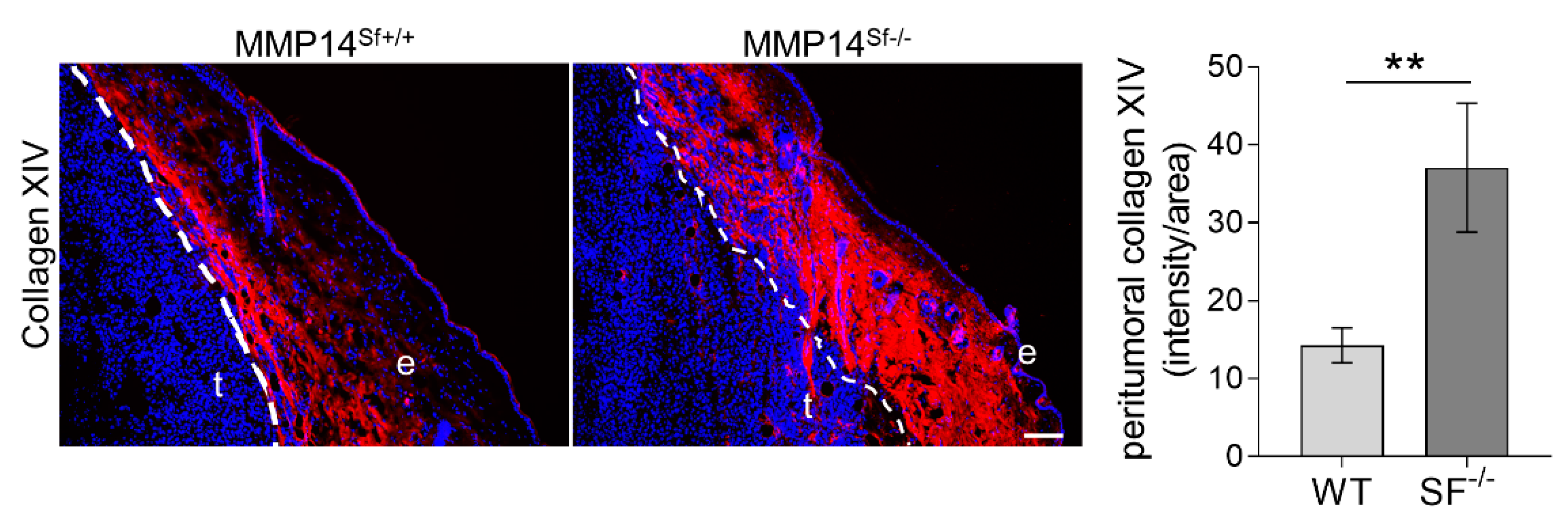 Ijms 22 12276 g006 Ijms 22 12276 g006