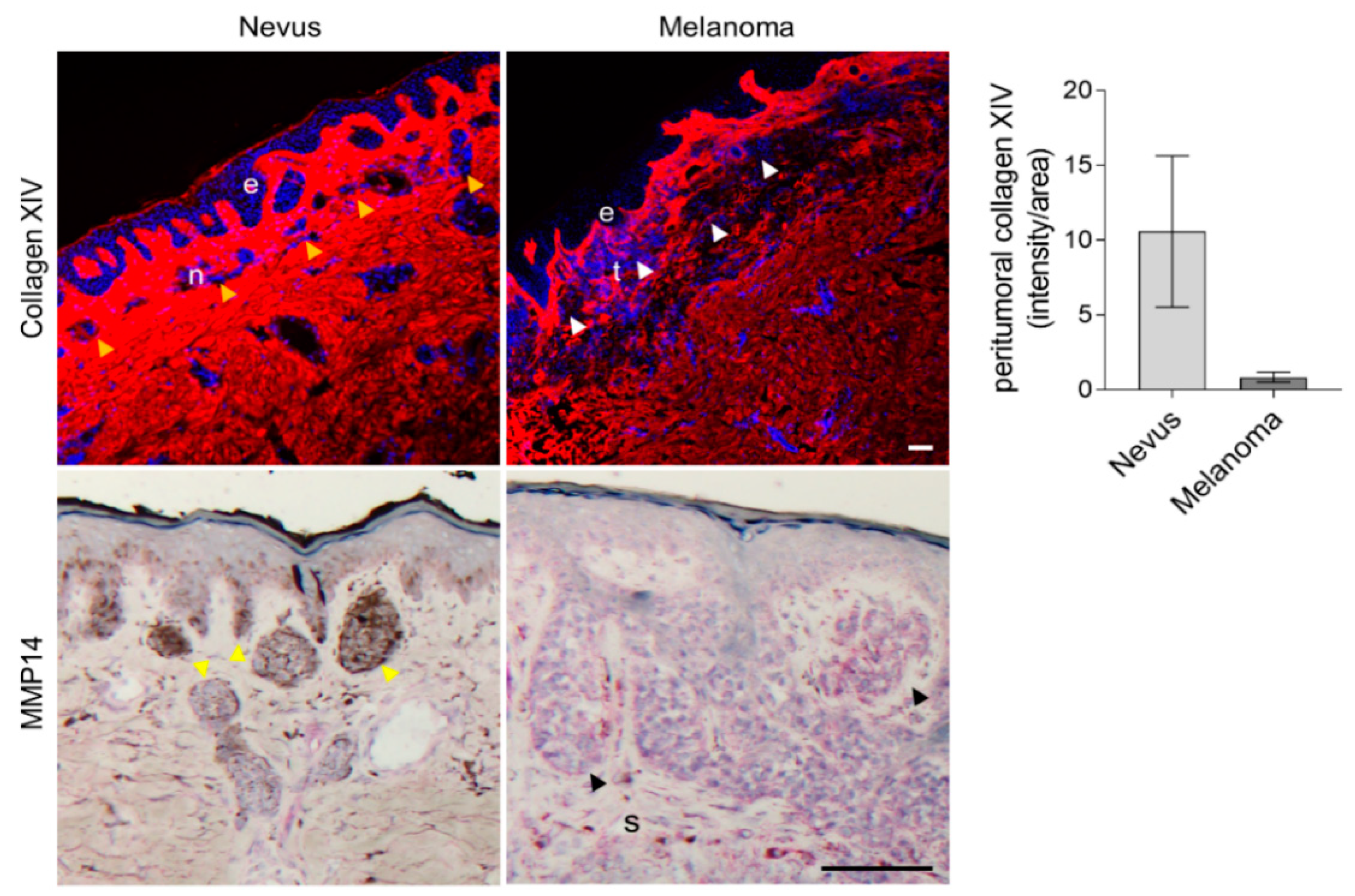 Ijms 22 12276 g007 Ijms 22 12276 g007