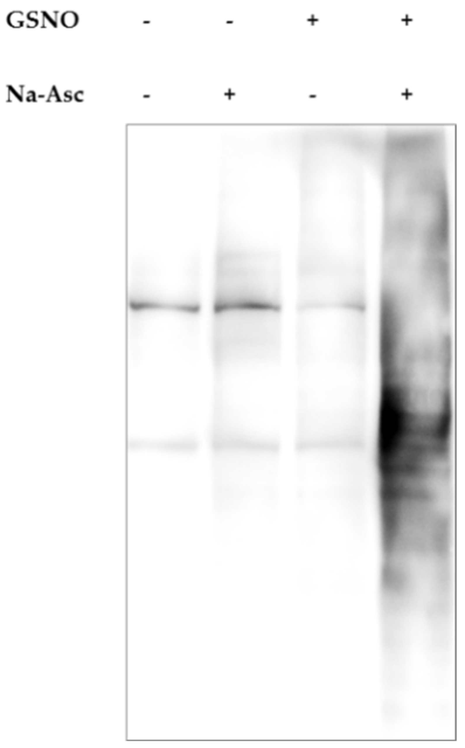 Ijms 22 12282 g022 Ijms 22 12282 g022