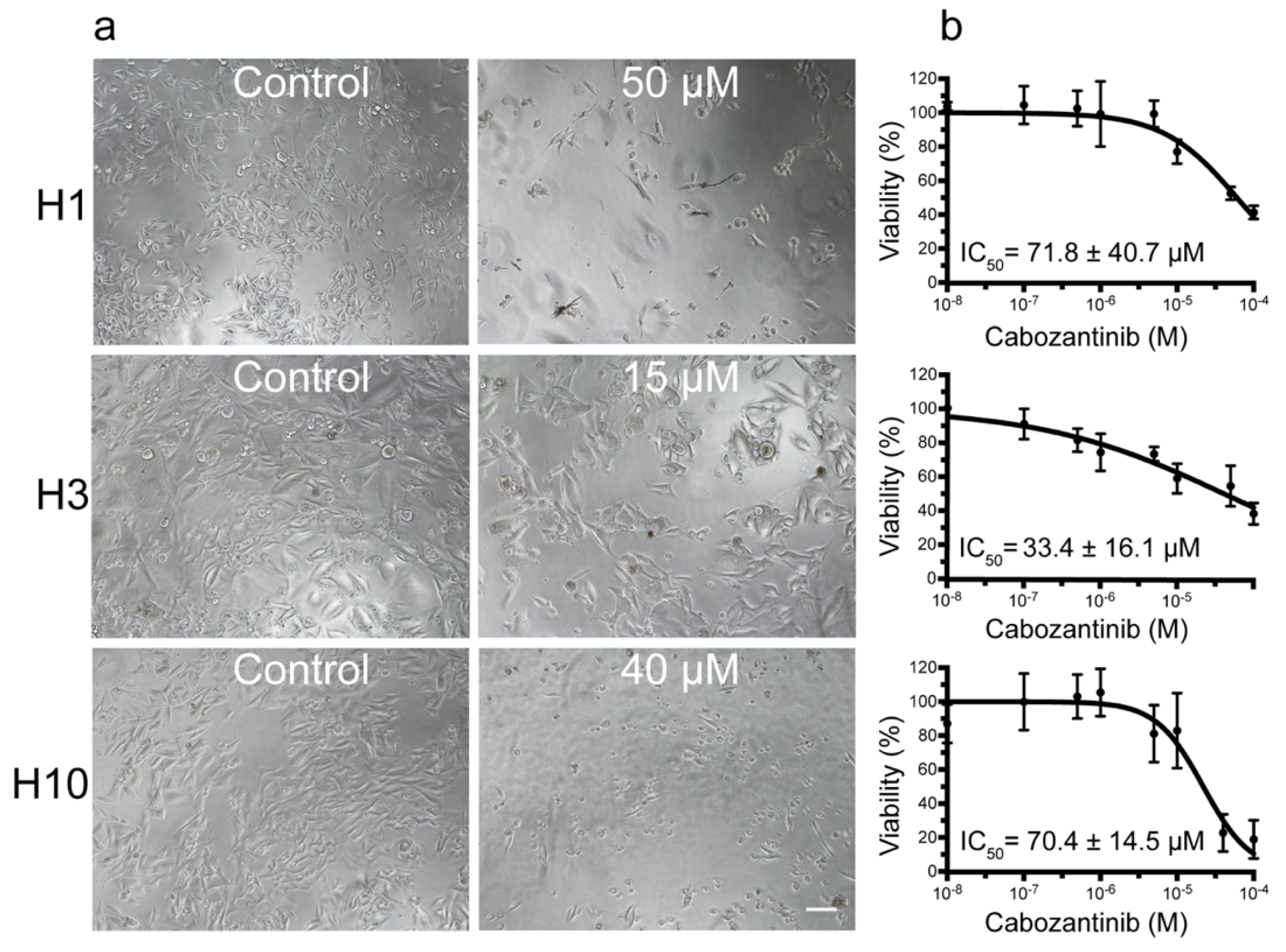 Ijms 22 12296 g001 Ijms 22 12296 g001