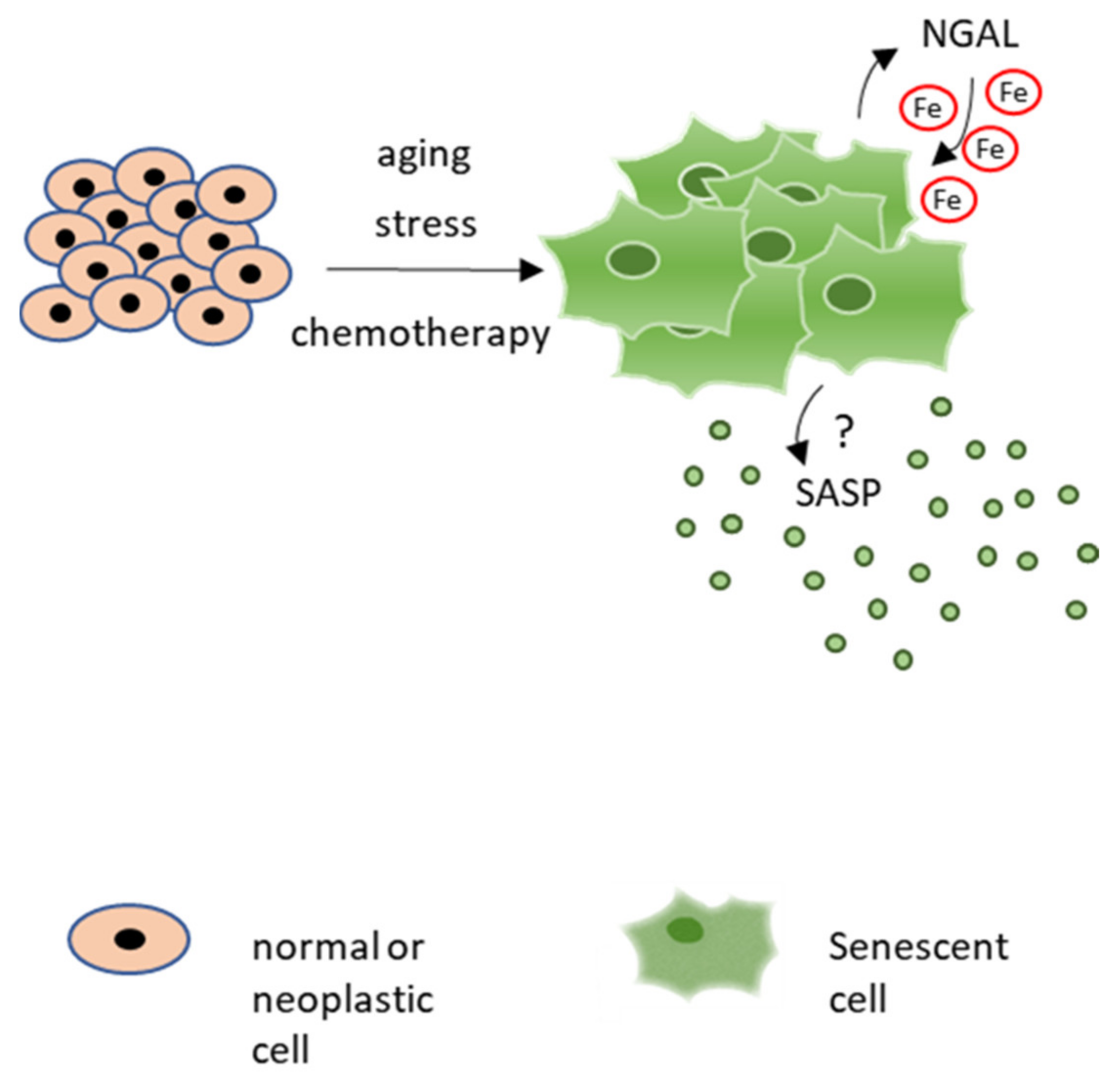 Ijms 22 12333 g003 550