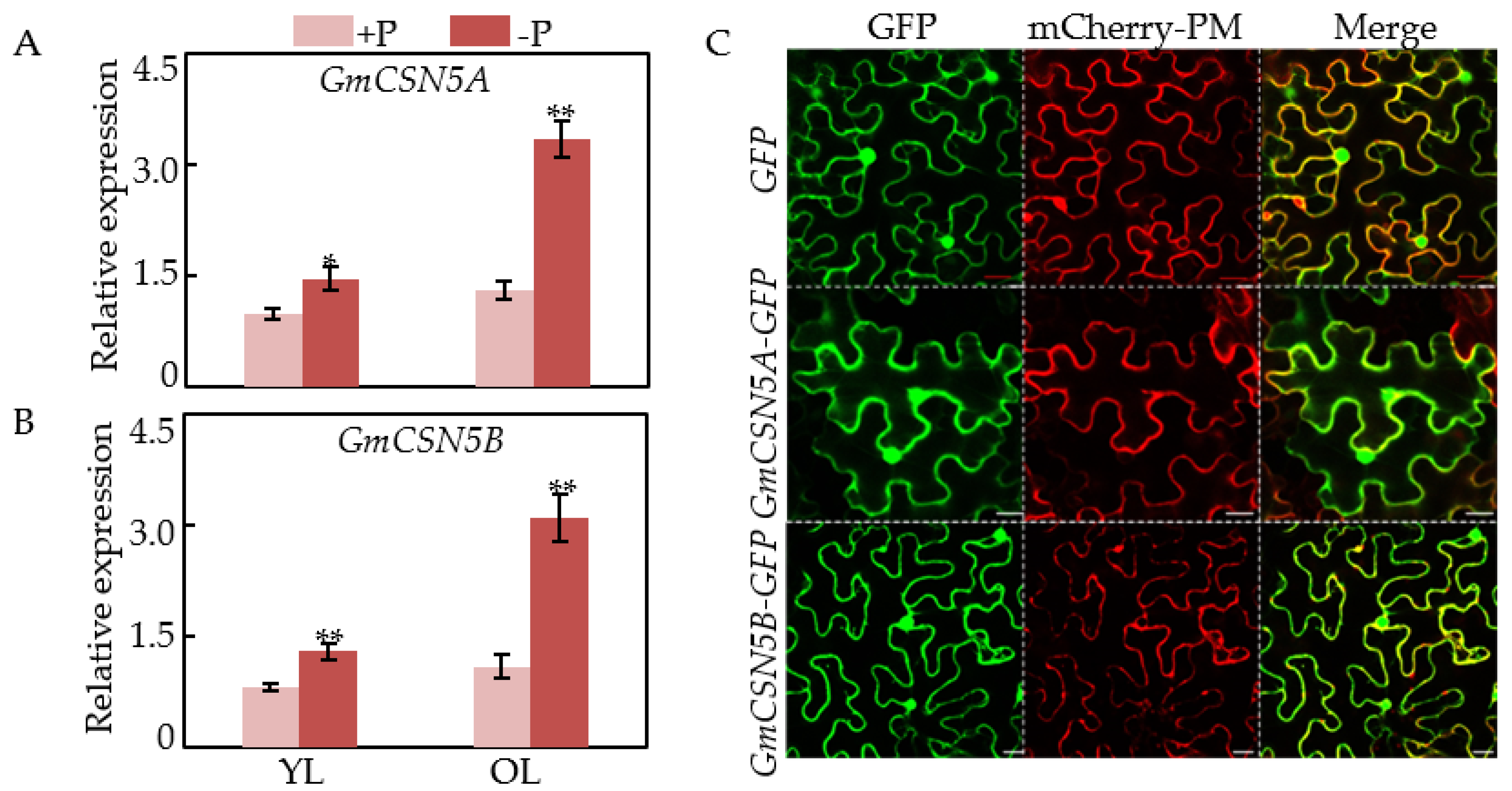 Ijms 22 12348 g004 550