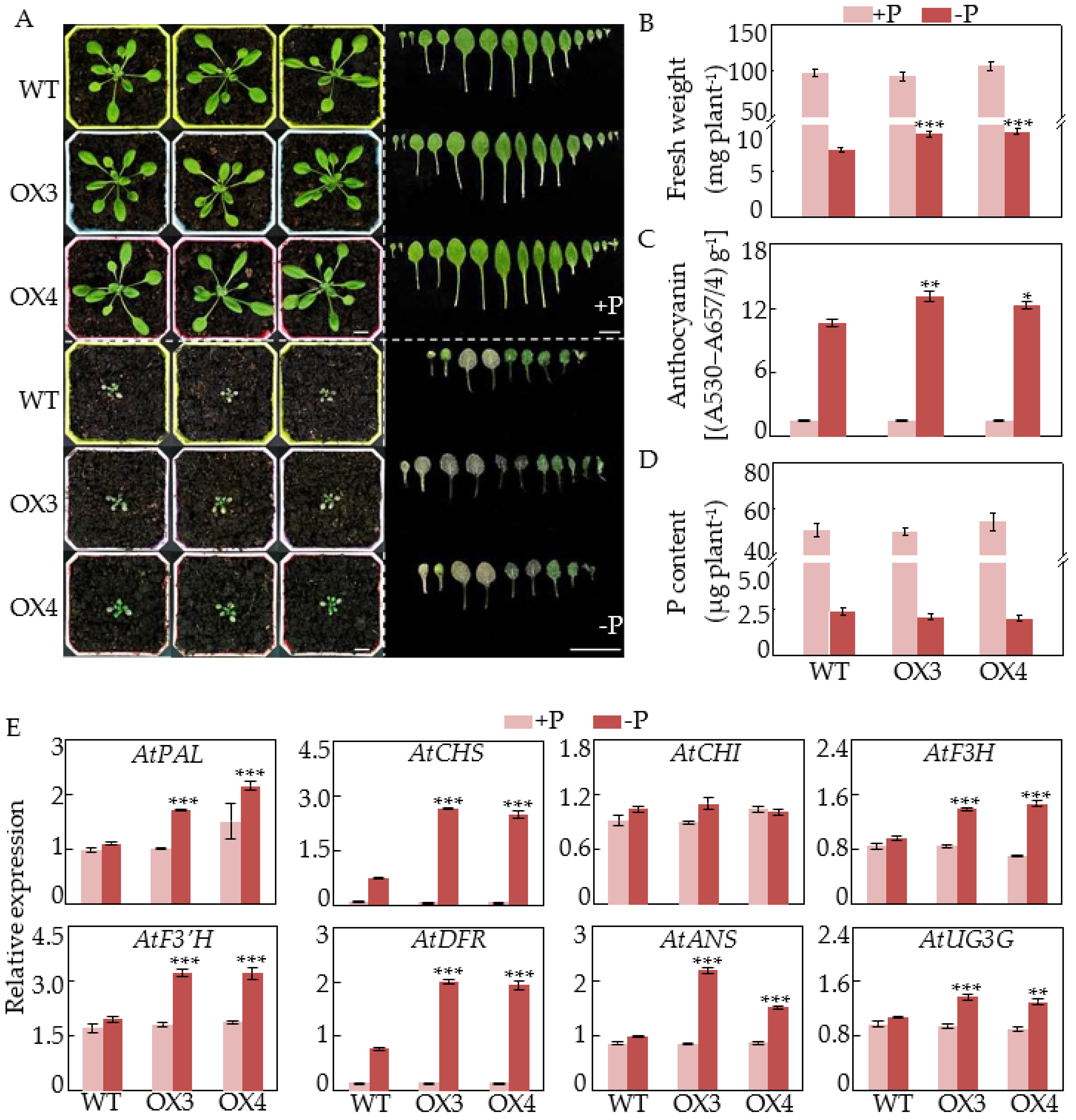 Ijms 22 12348 g006 550