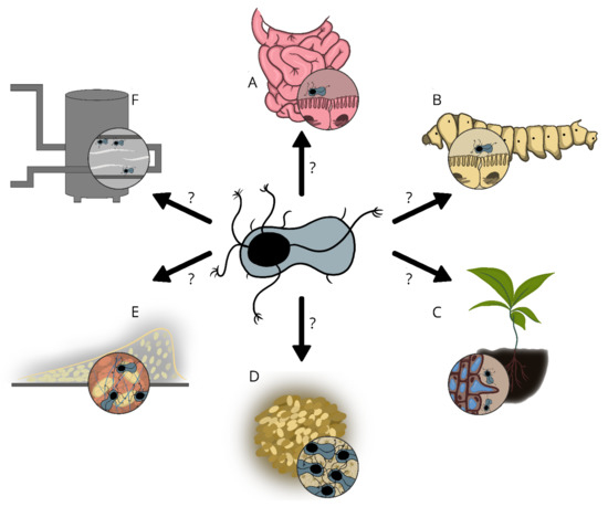 まさまるOmg(spore) 【V8】Bacteria (TC)【1】 MegaSporeBiotic | Microbiome Labs