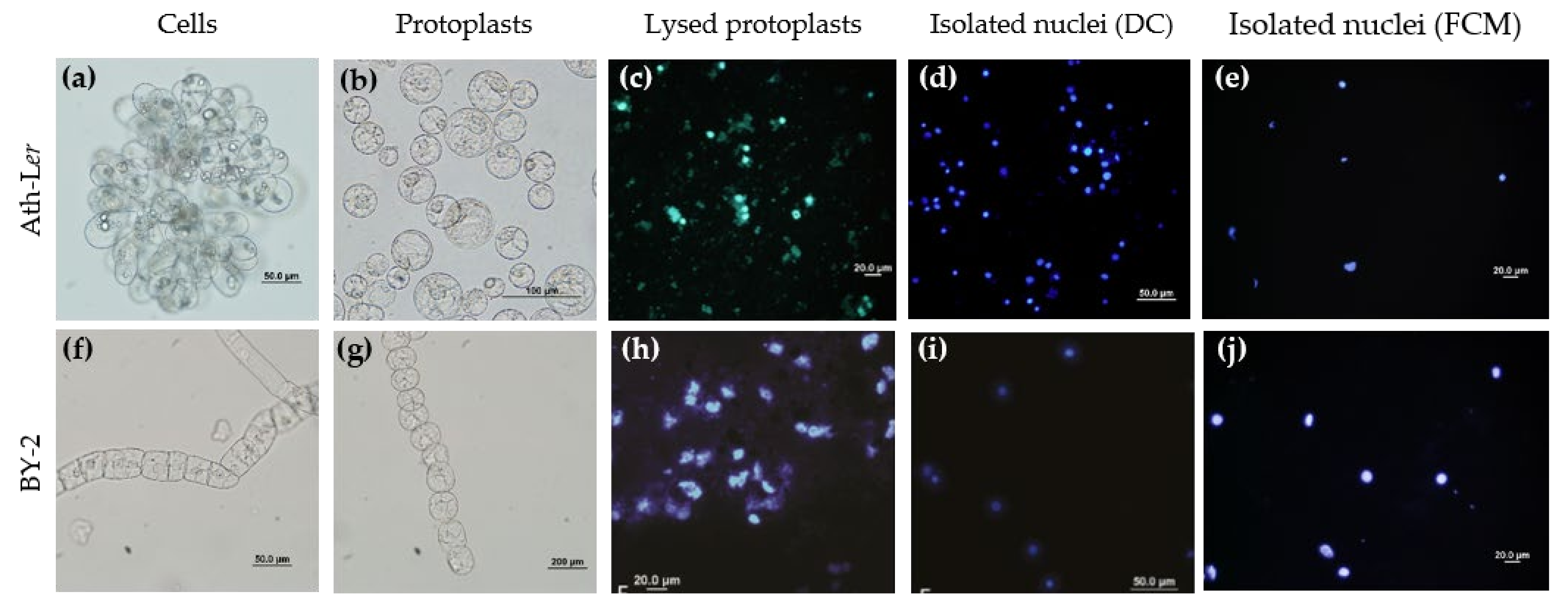 Ijms 22 12369 g001 550