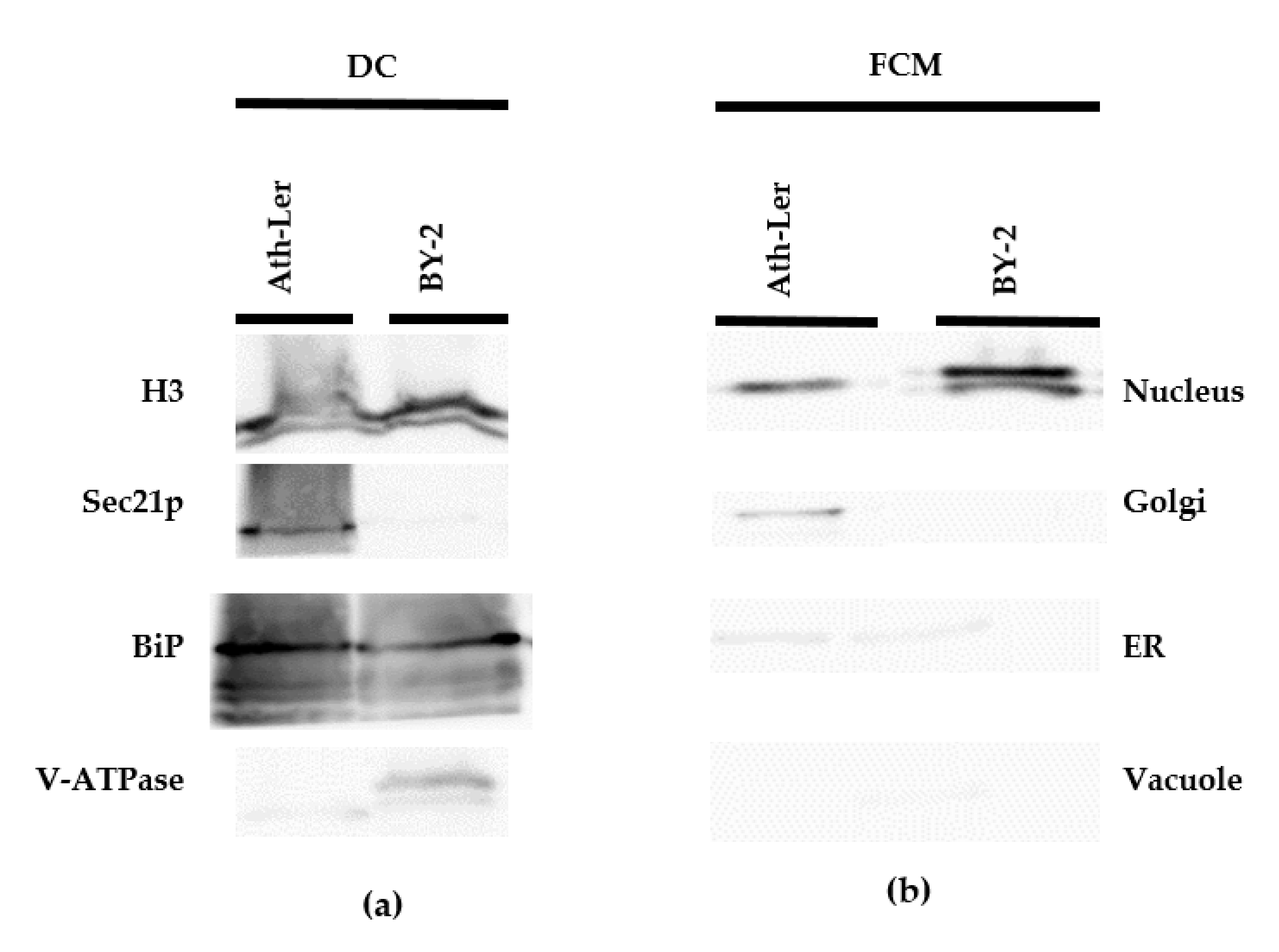 Ijms 22 12369 g002 550