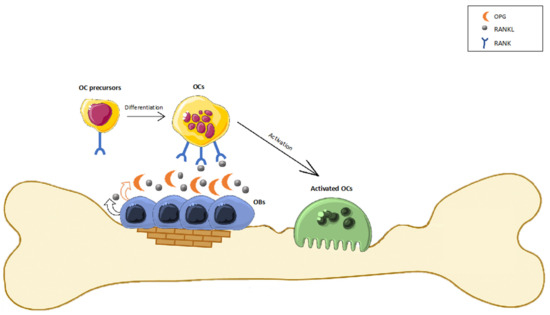 The Role of Cannabinoids in Bone Metabolism: A New