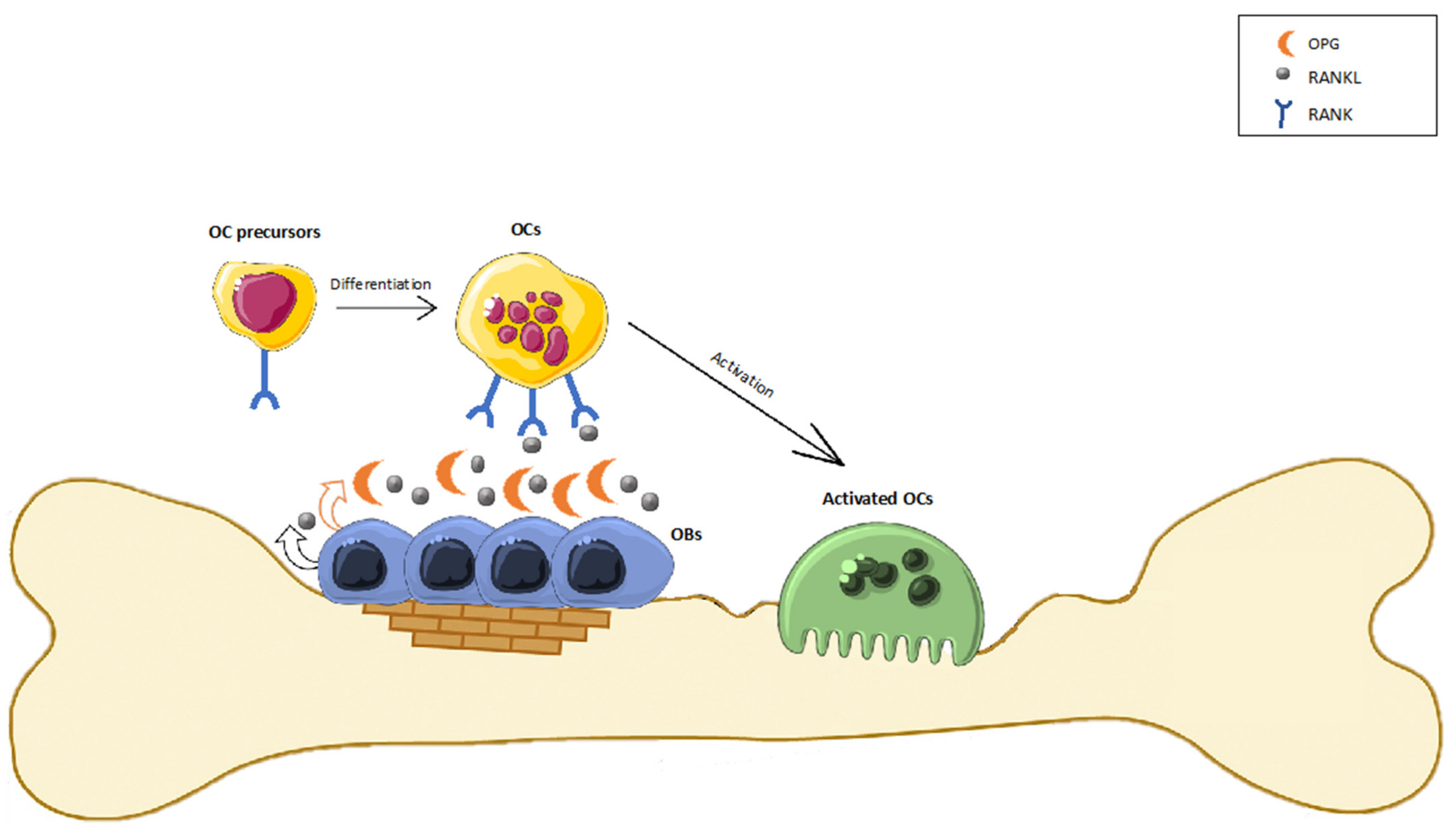 Oxidative guanine base damage plays a dual role in