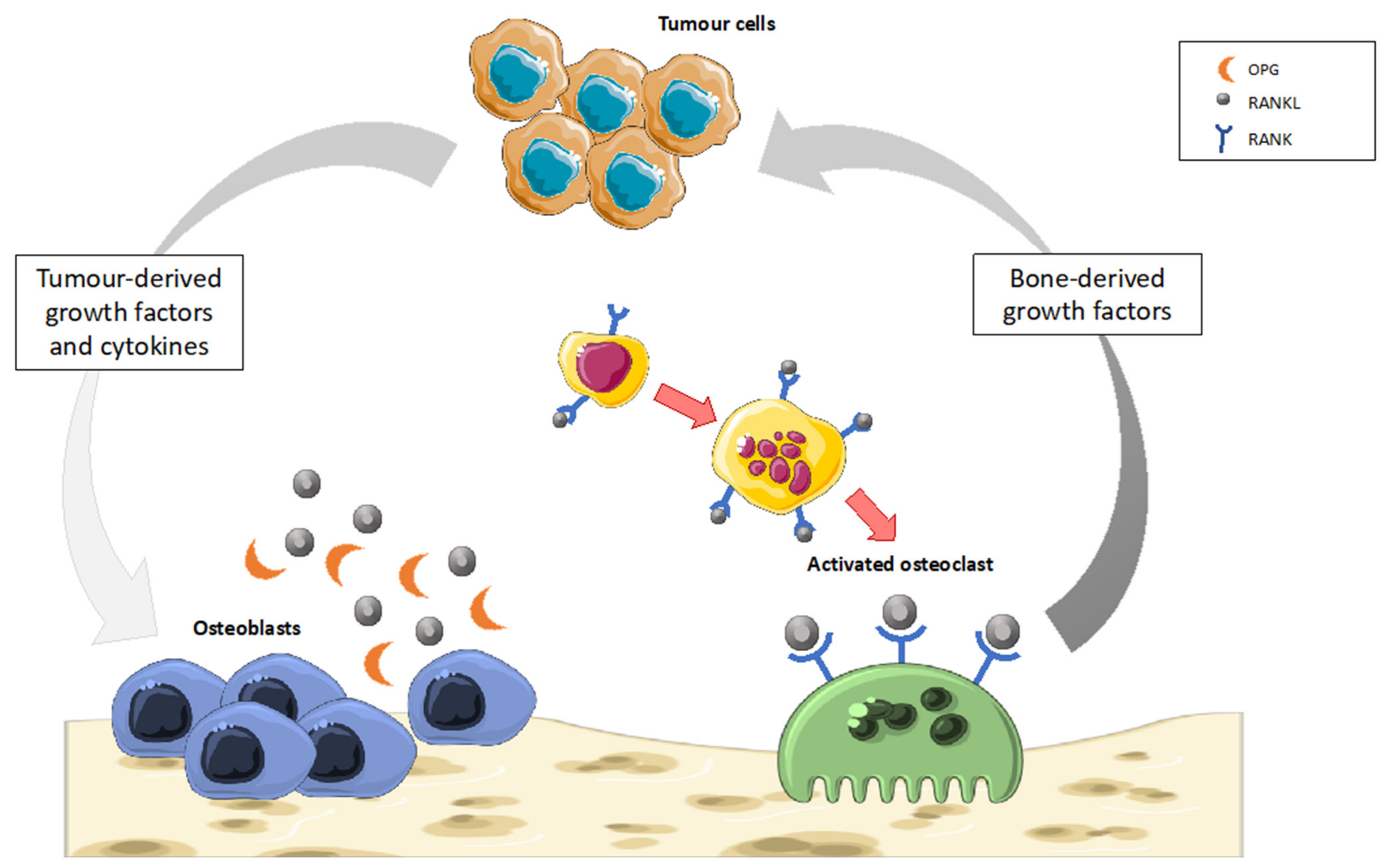 The Role of Cannabinoids in Bone Metabolism: A New