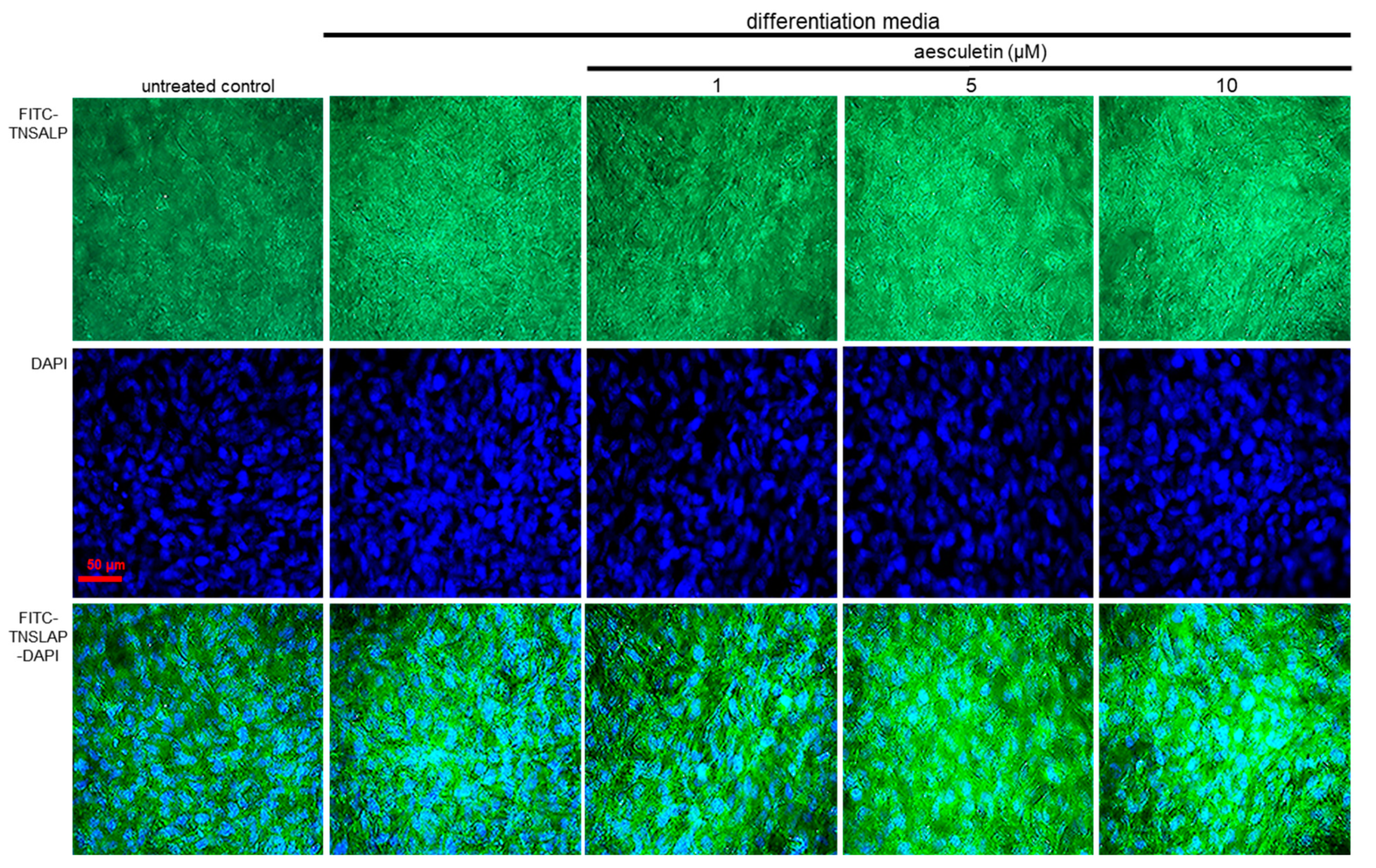 Ijms 22 12391 g006 550