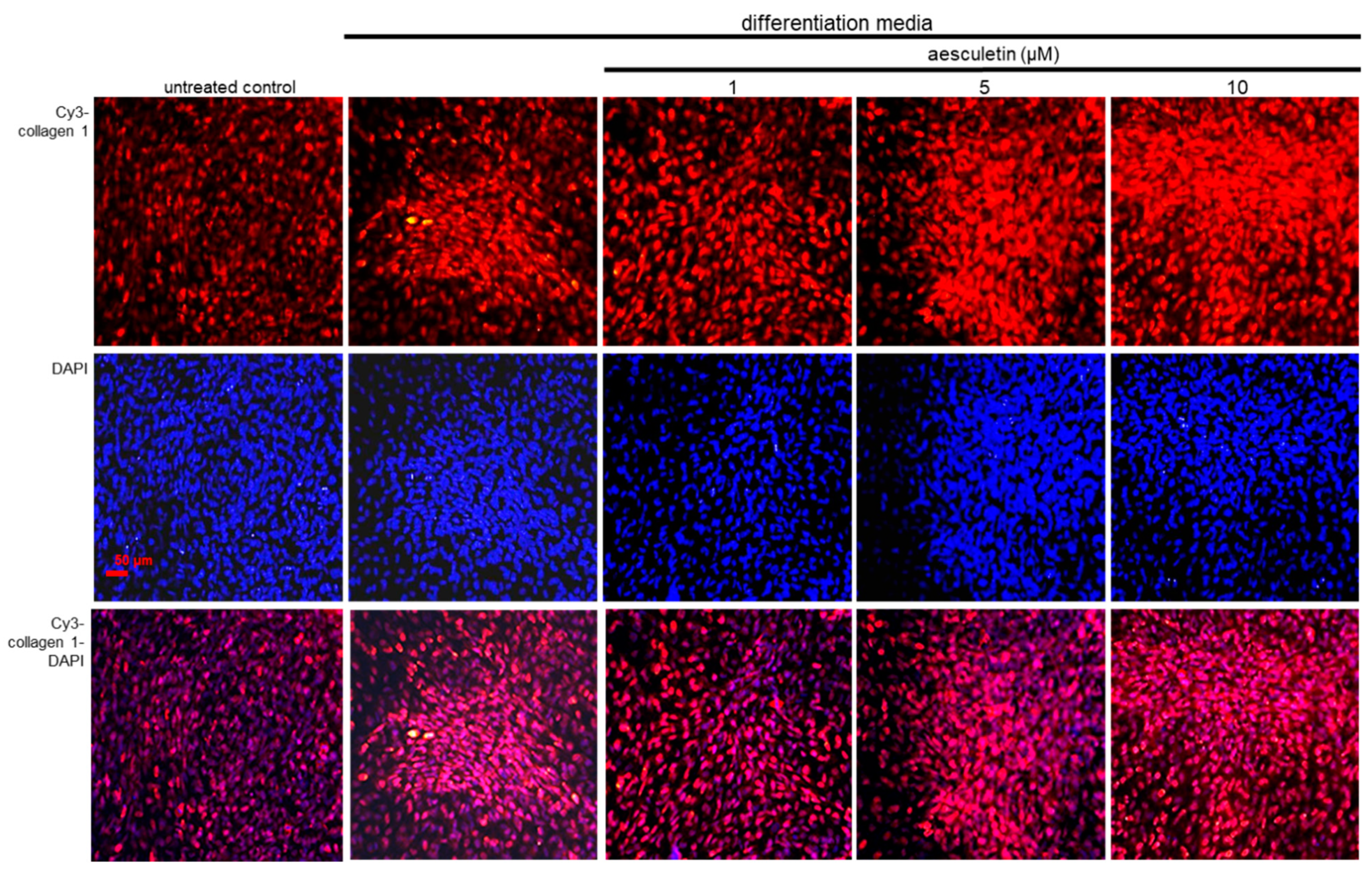 Ijms 22 12391 g007 550