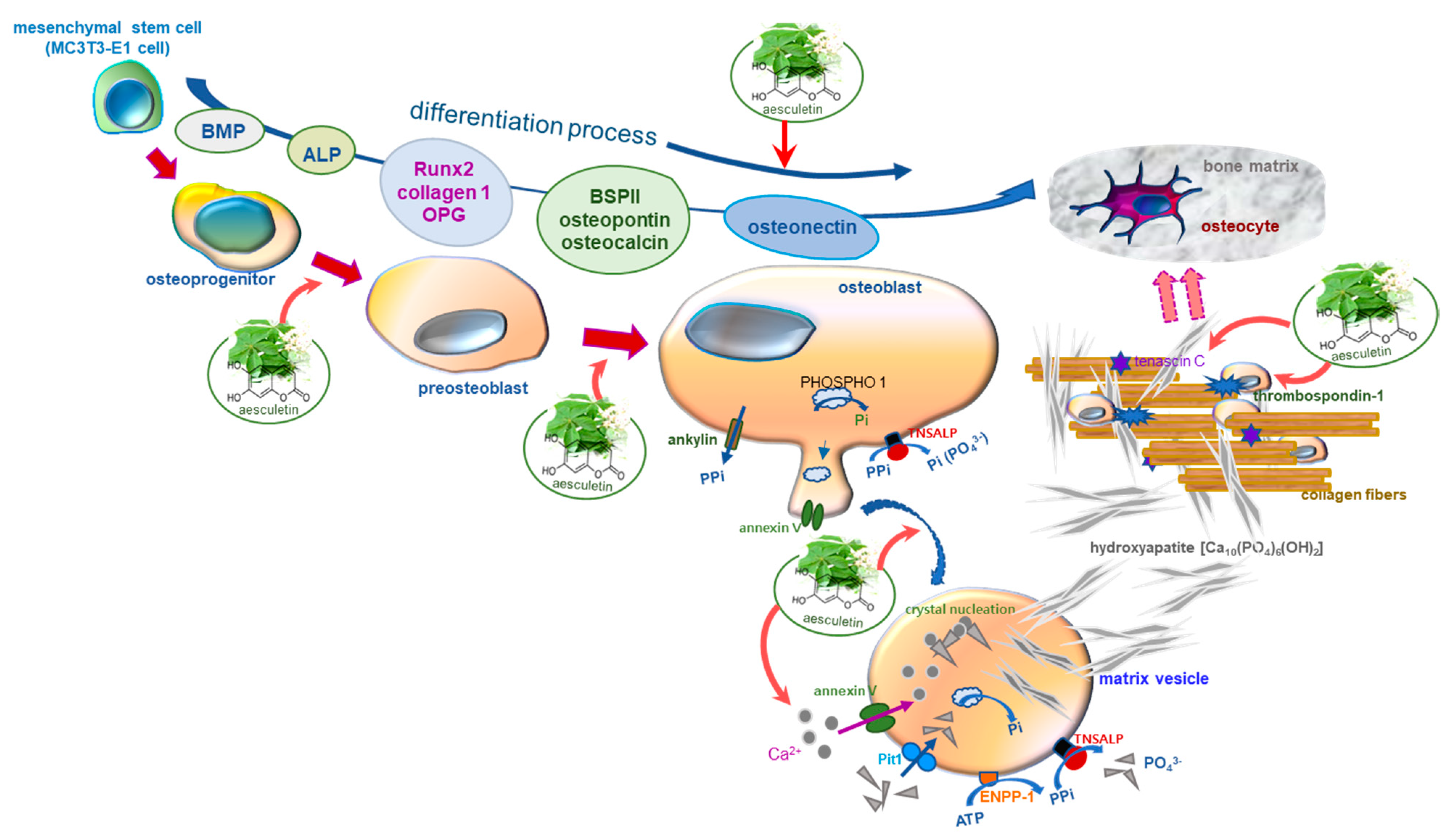 Ijms 22 12391 g008 550