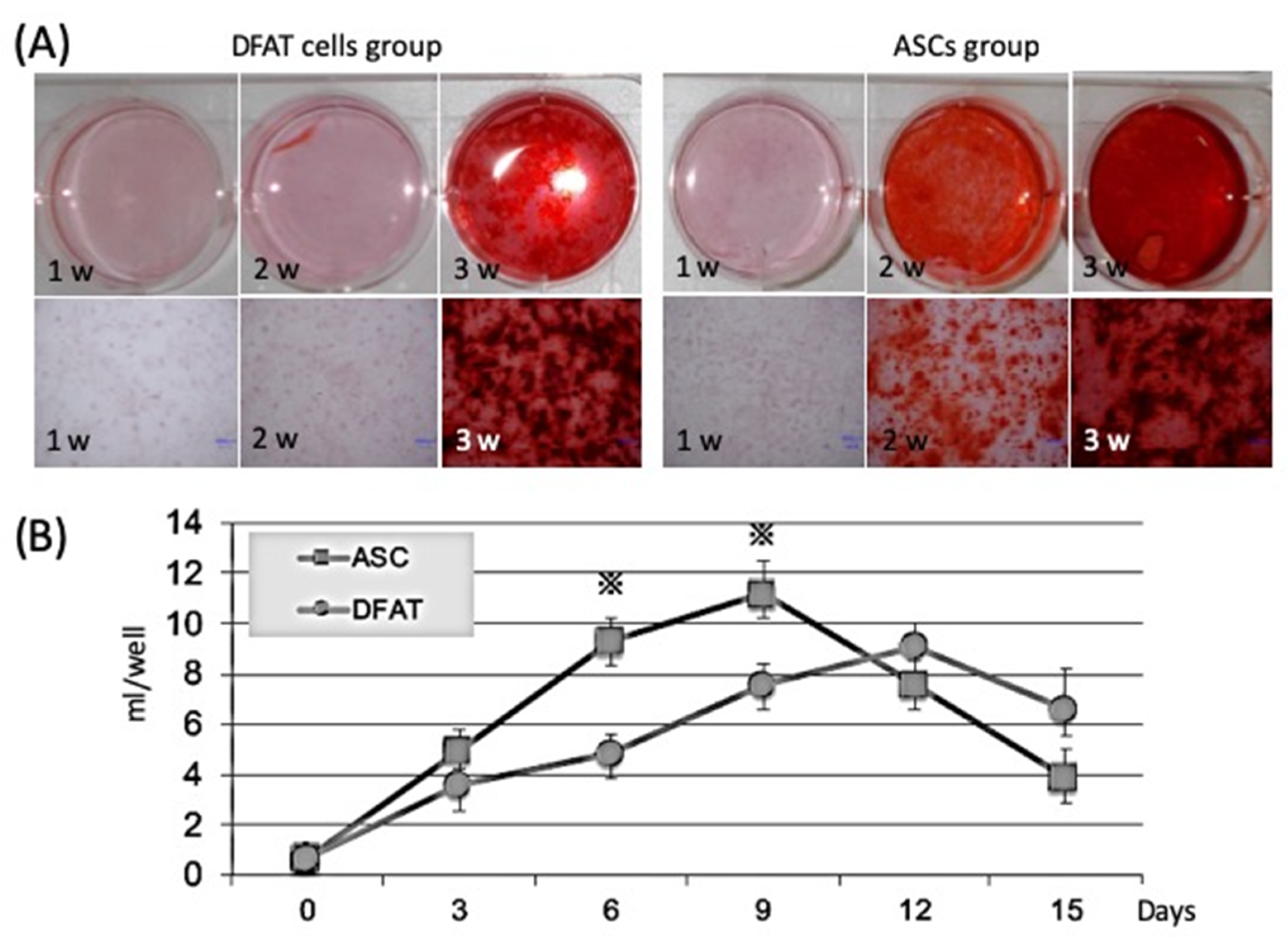 Comparing the Osteogenic Potential and Bone Regeneration Capacities of ...