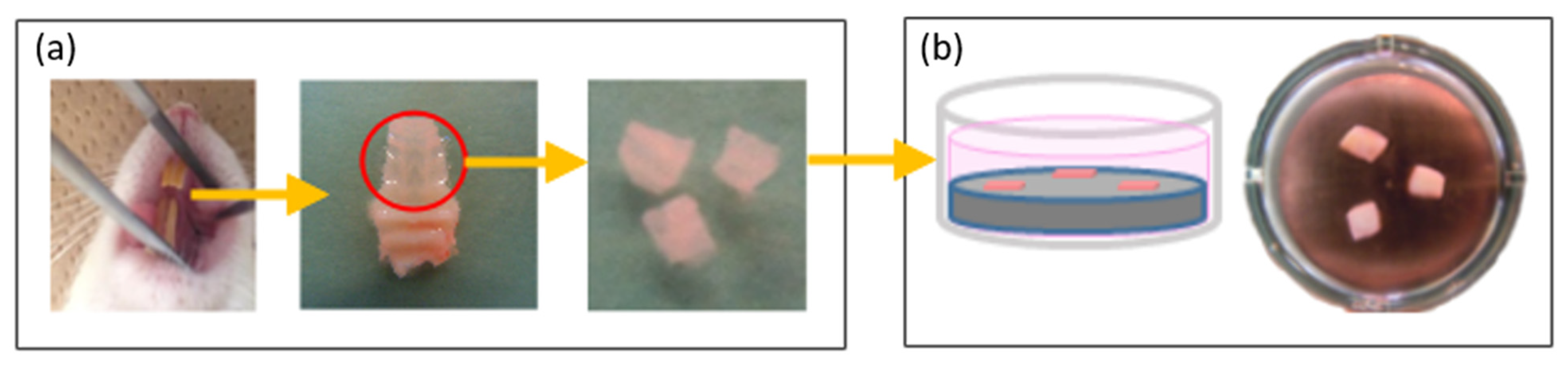 Ijms 22 12396 g008 550