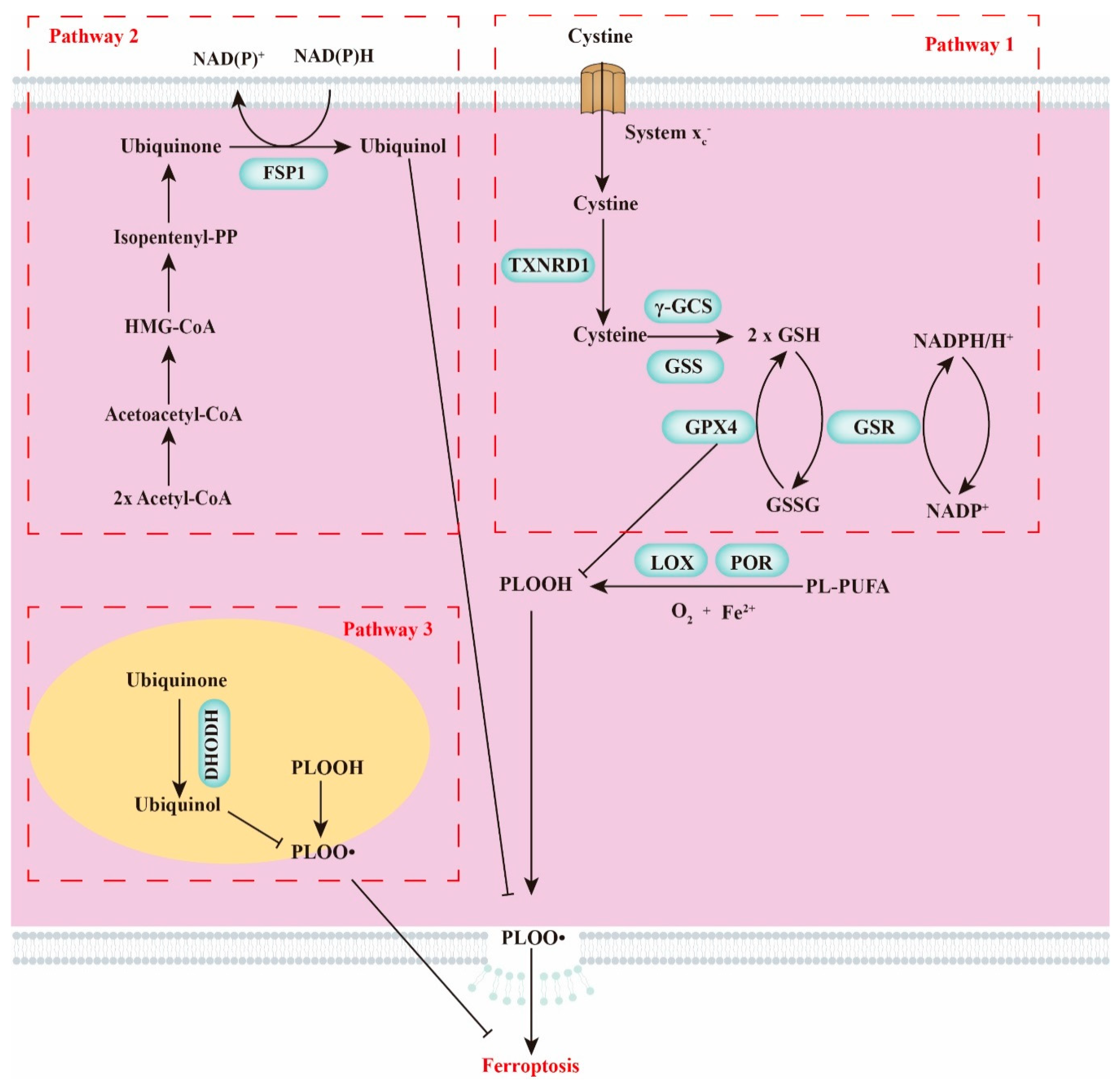 Ijms 22 12403 g001 550