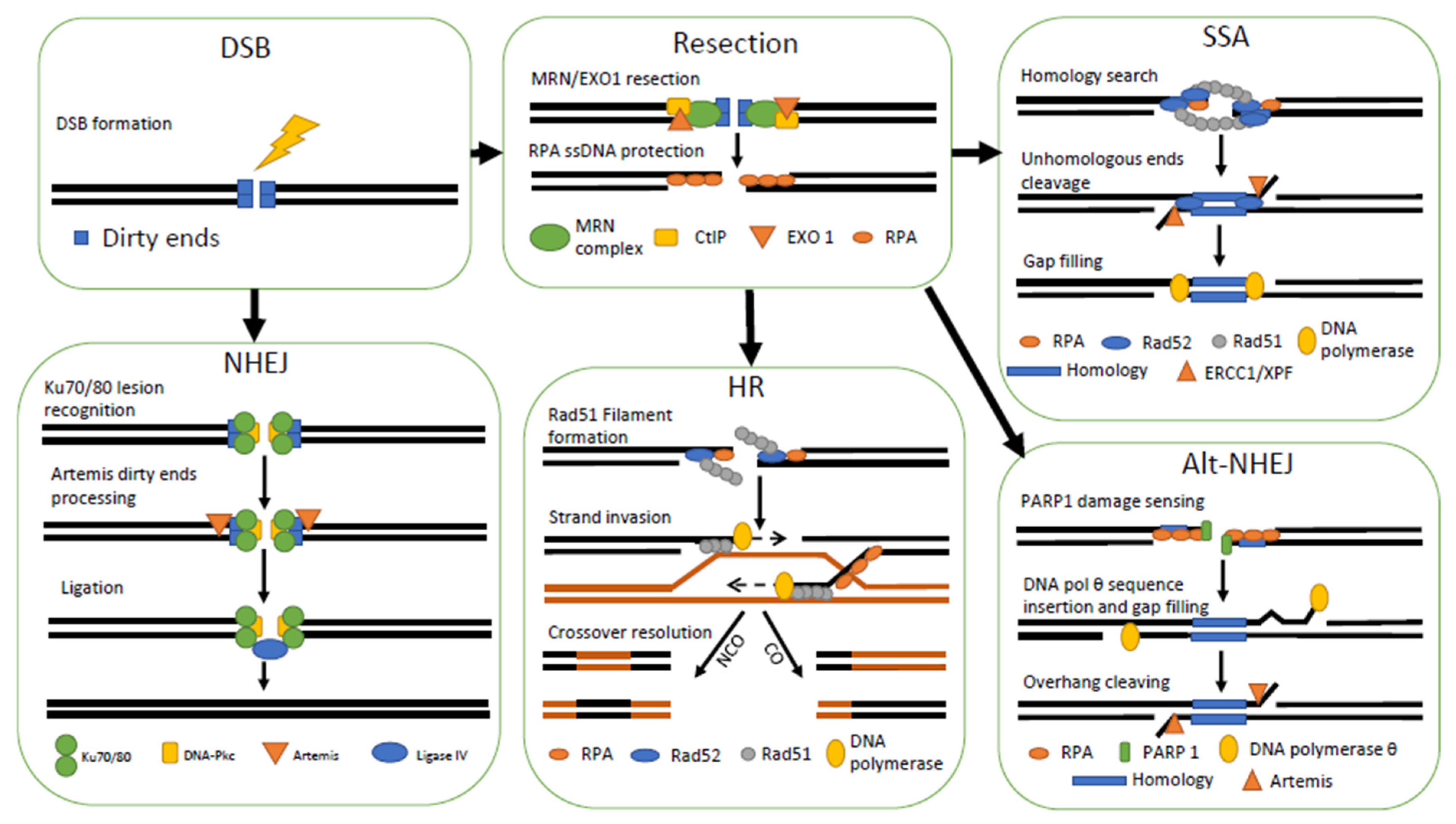 Ijms 22 12418 g003 Ijms 22 12418 g003