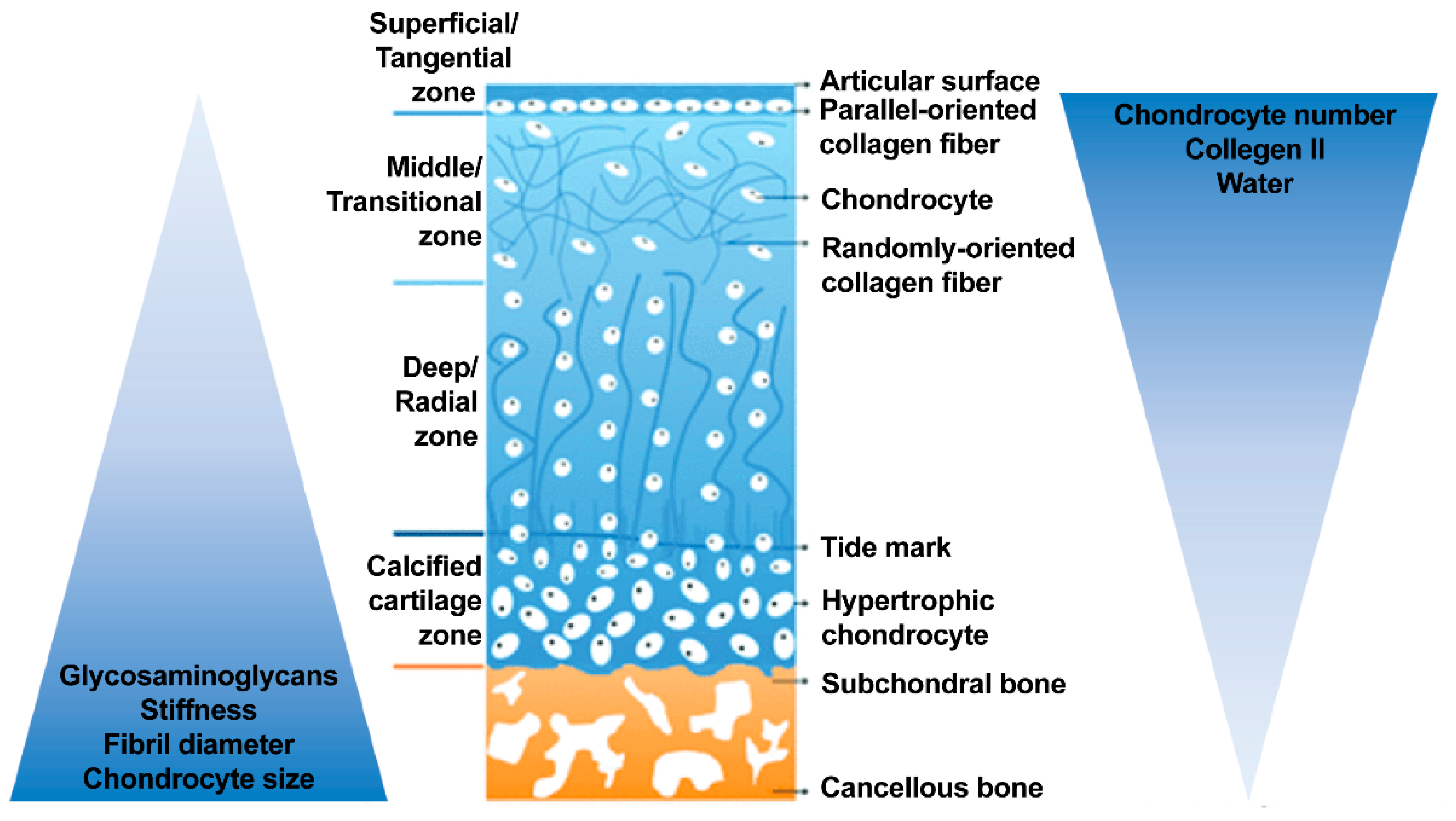 Perspectives on Synthetic Materials to Guide Tissue Regeneration for  Osteochondral Defect Repair