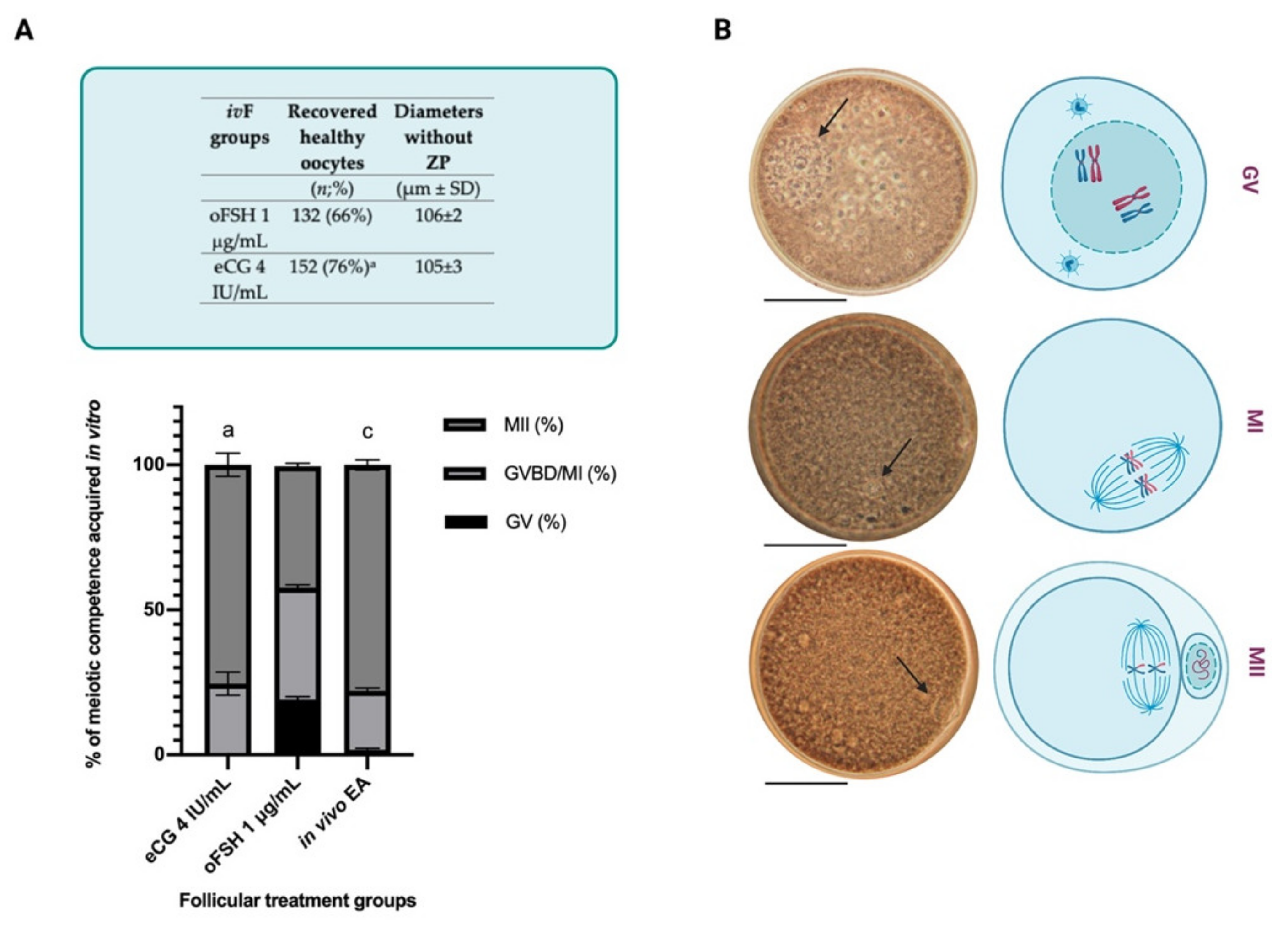 Ijms 22 12422 g005 Ijms 22 12422 g005