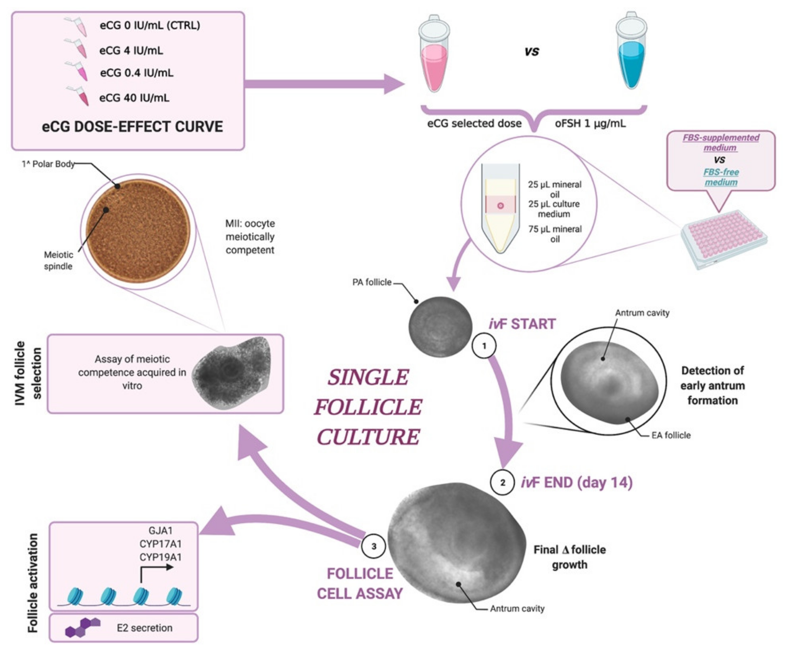 Ijms 22 12422 g010 Ijms 22 12422 g010