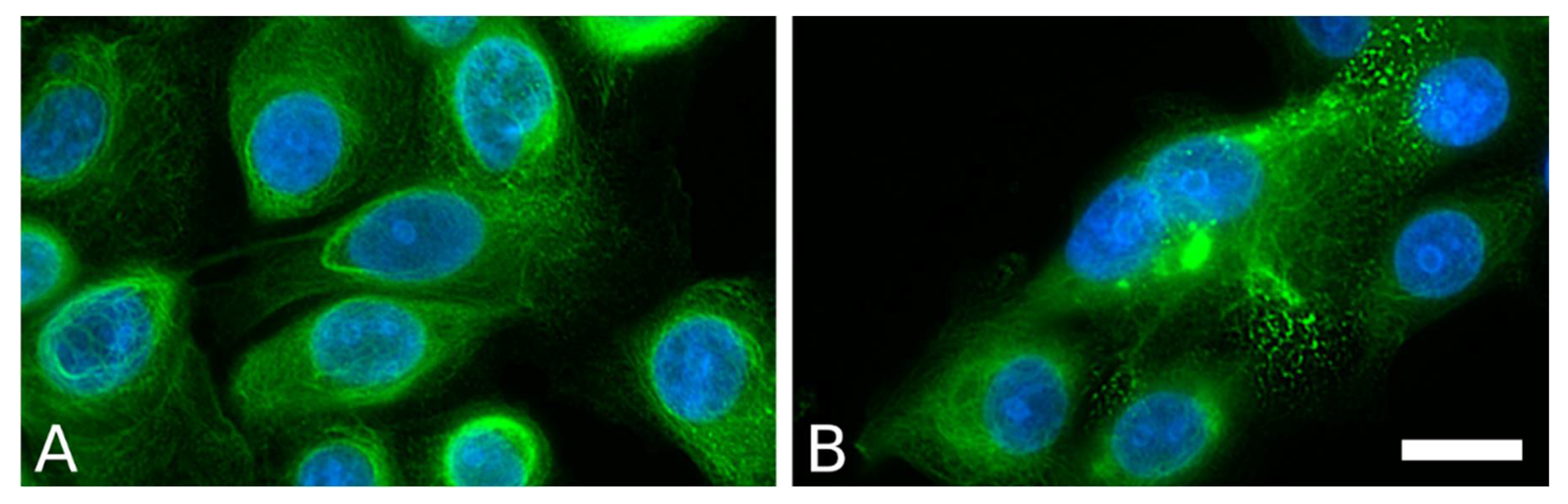 Ijms 22 12446 g004 Ijms 22 12446 g004