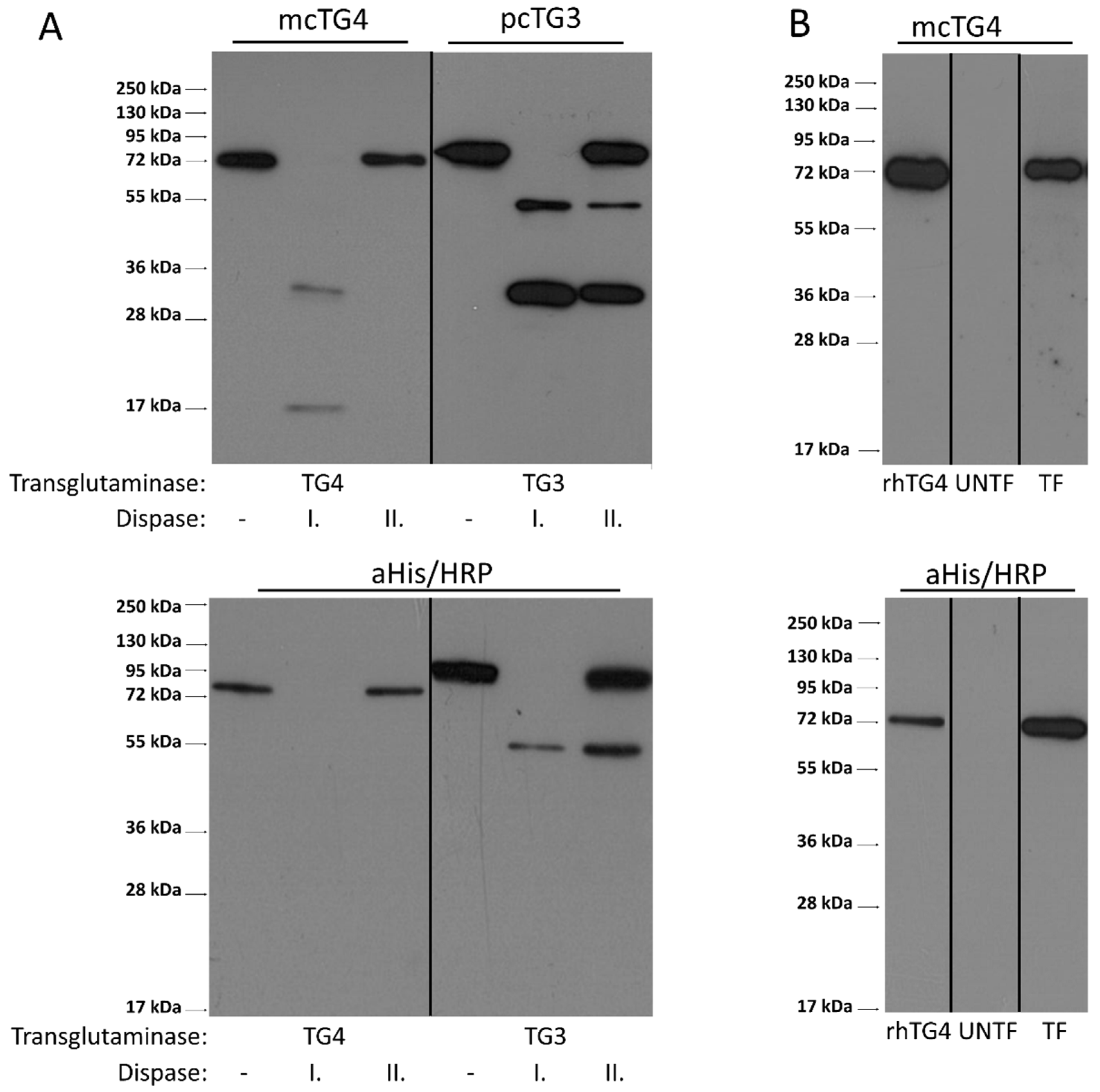 Ijms 22 12448 g005 550