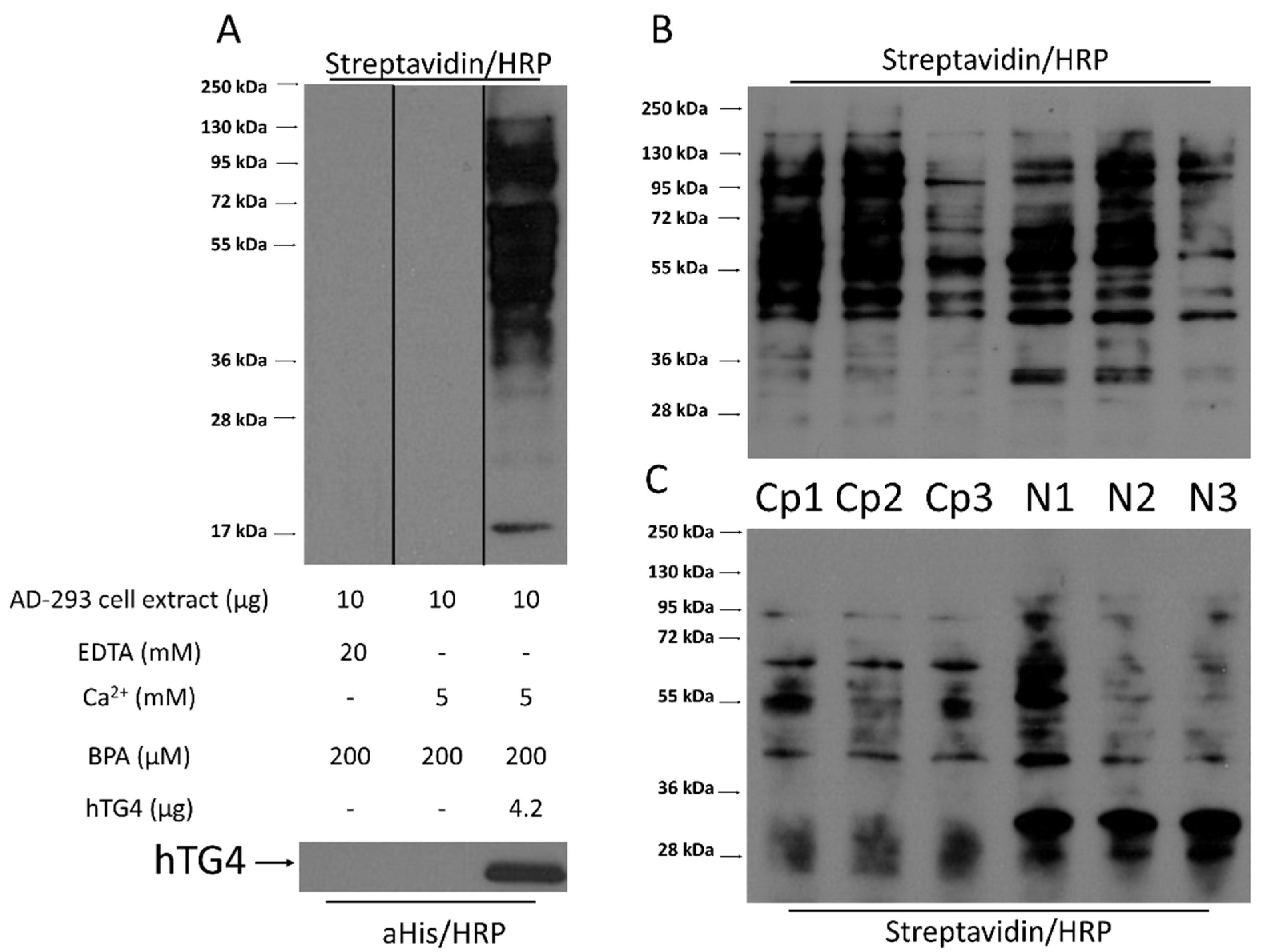 Ijms 22 12448 g006 550