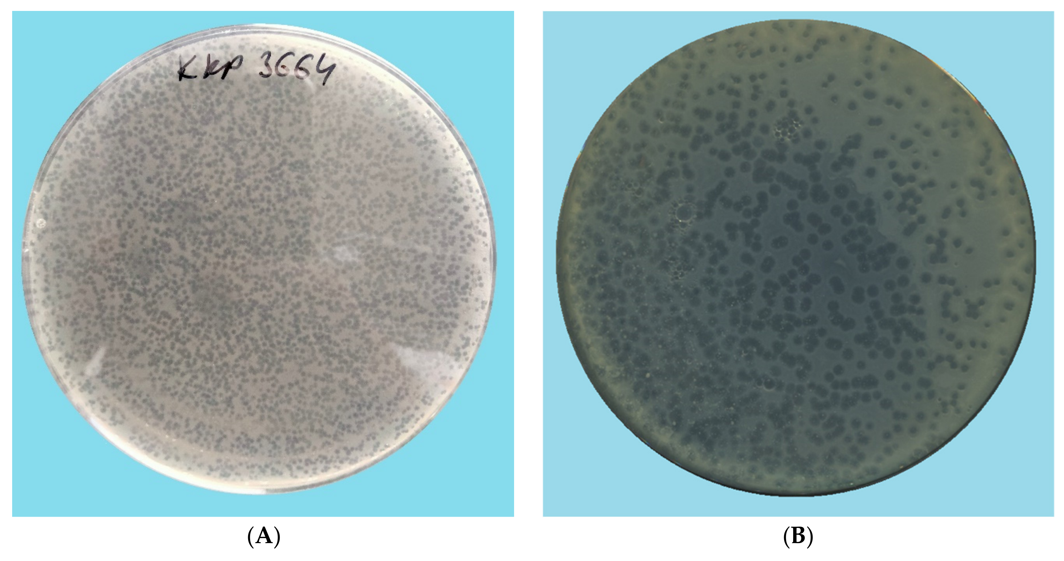 Ijms 22 12460 g001a Ijms 22 12460 g001a