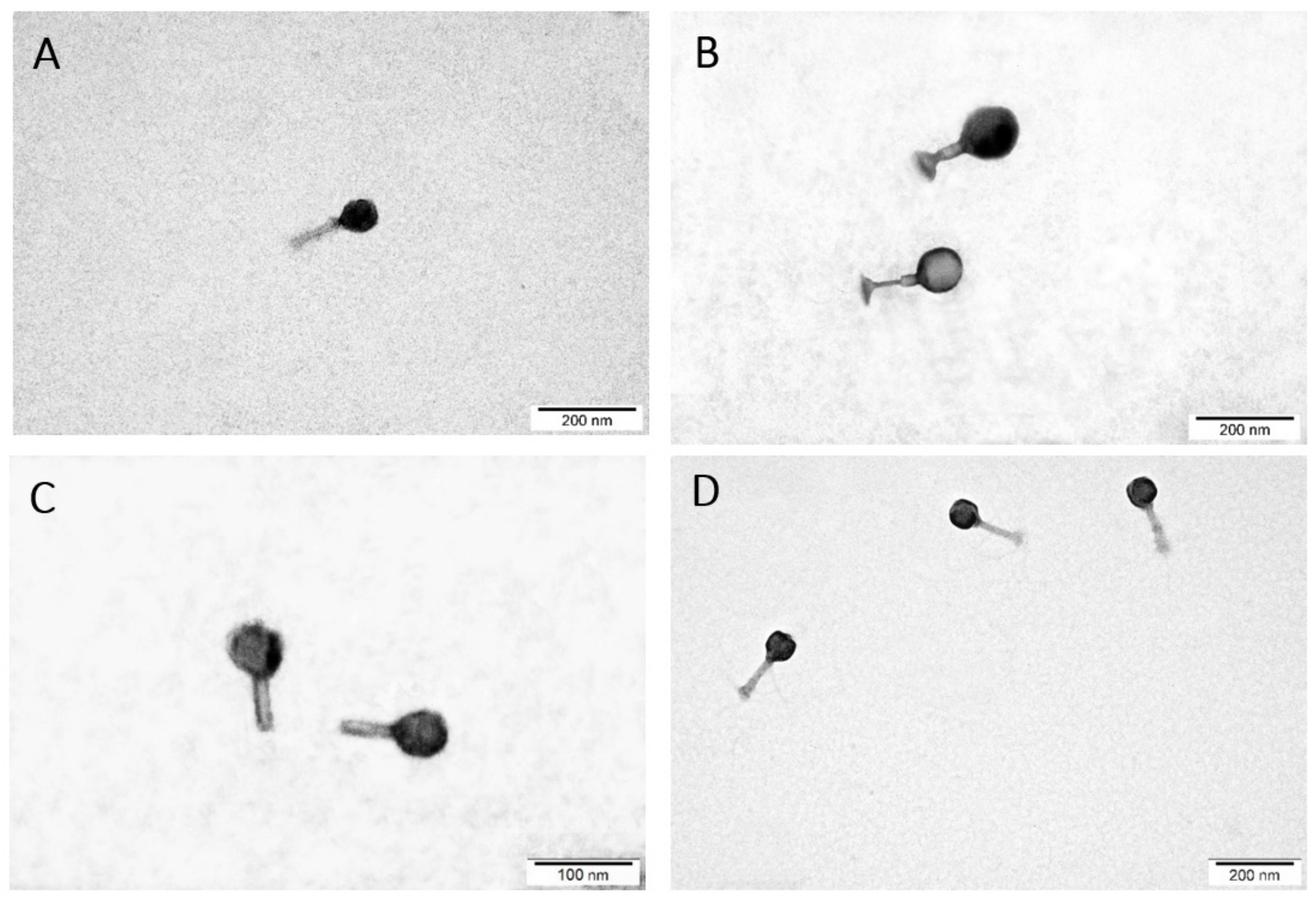 Ijms 22 12460 g003 Ijms 22 12460 g003