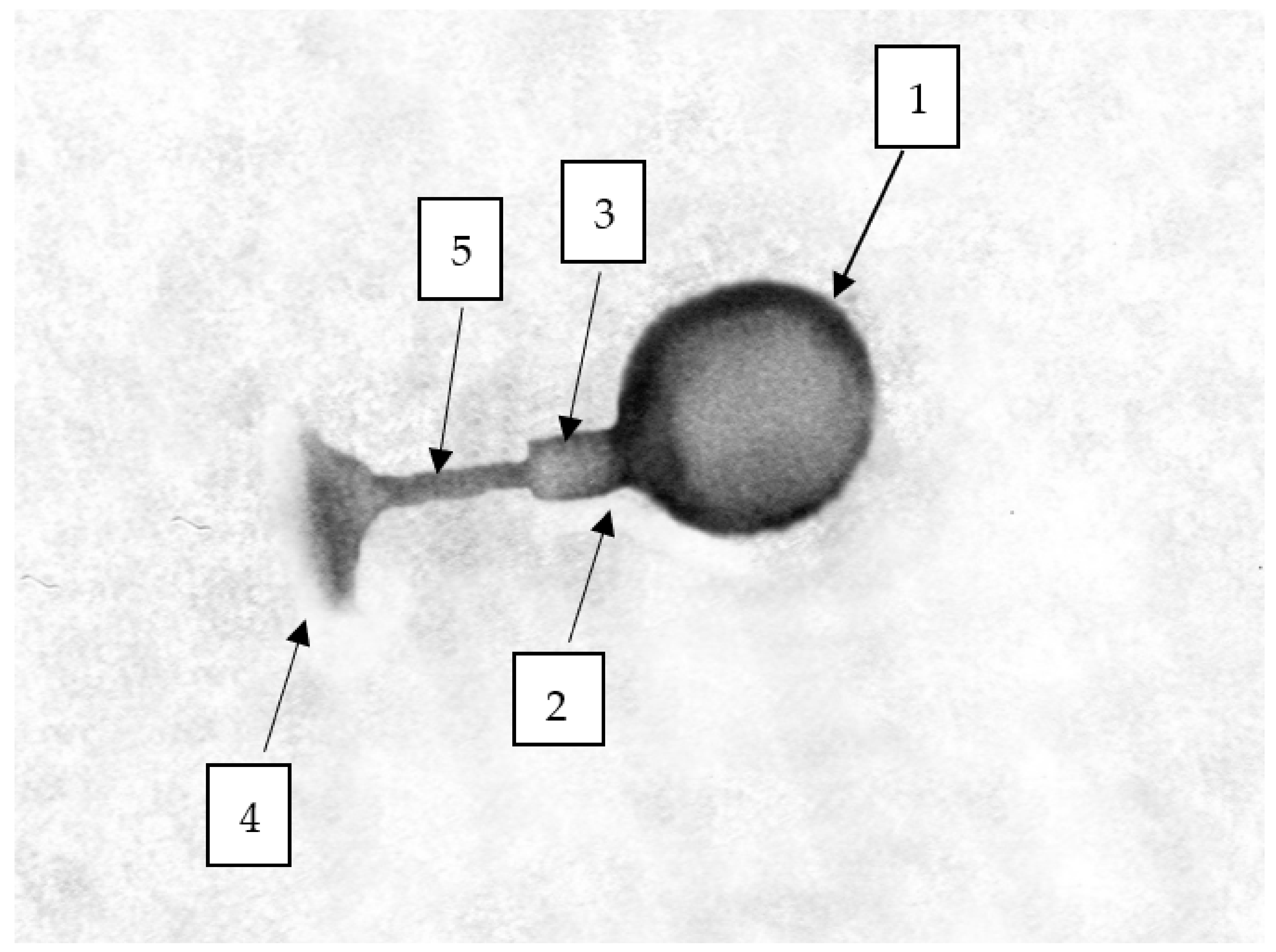 Ijms 22 12460 g004 Ijms 22 12460 g004